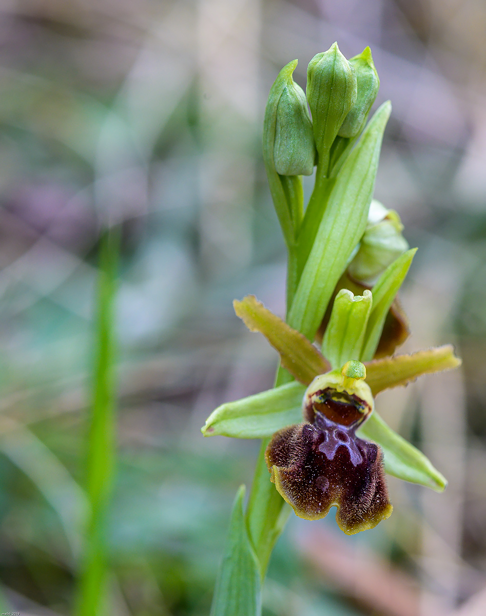 Ophrys Sphecodes