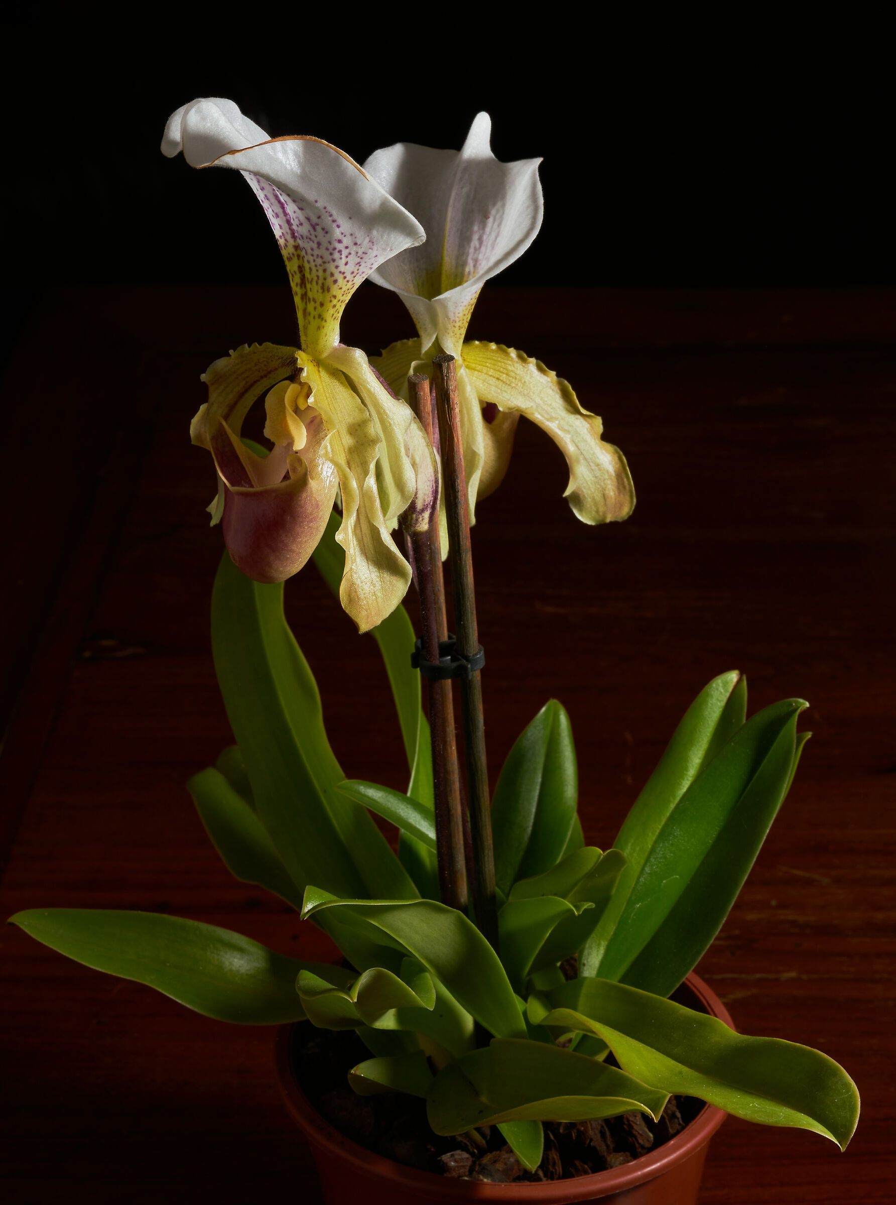 Leeanum paphiopedilum