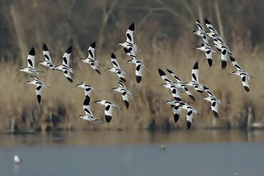 Recurvirostra avosetta