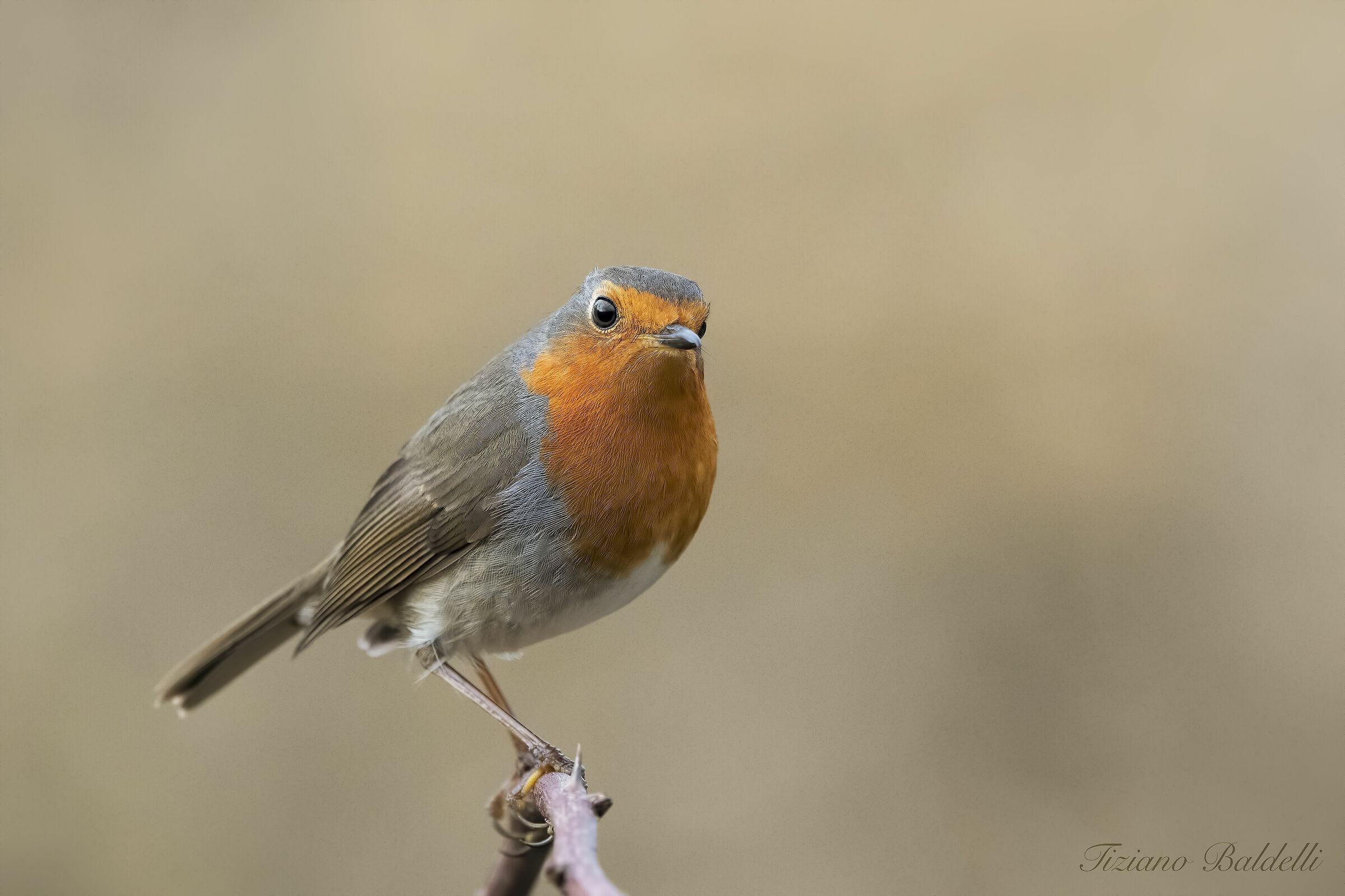 Robin the curious