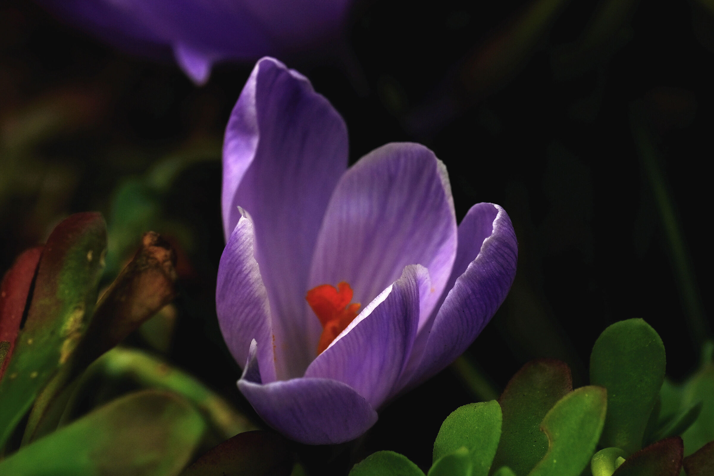 But always a crocus remains...