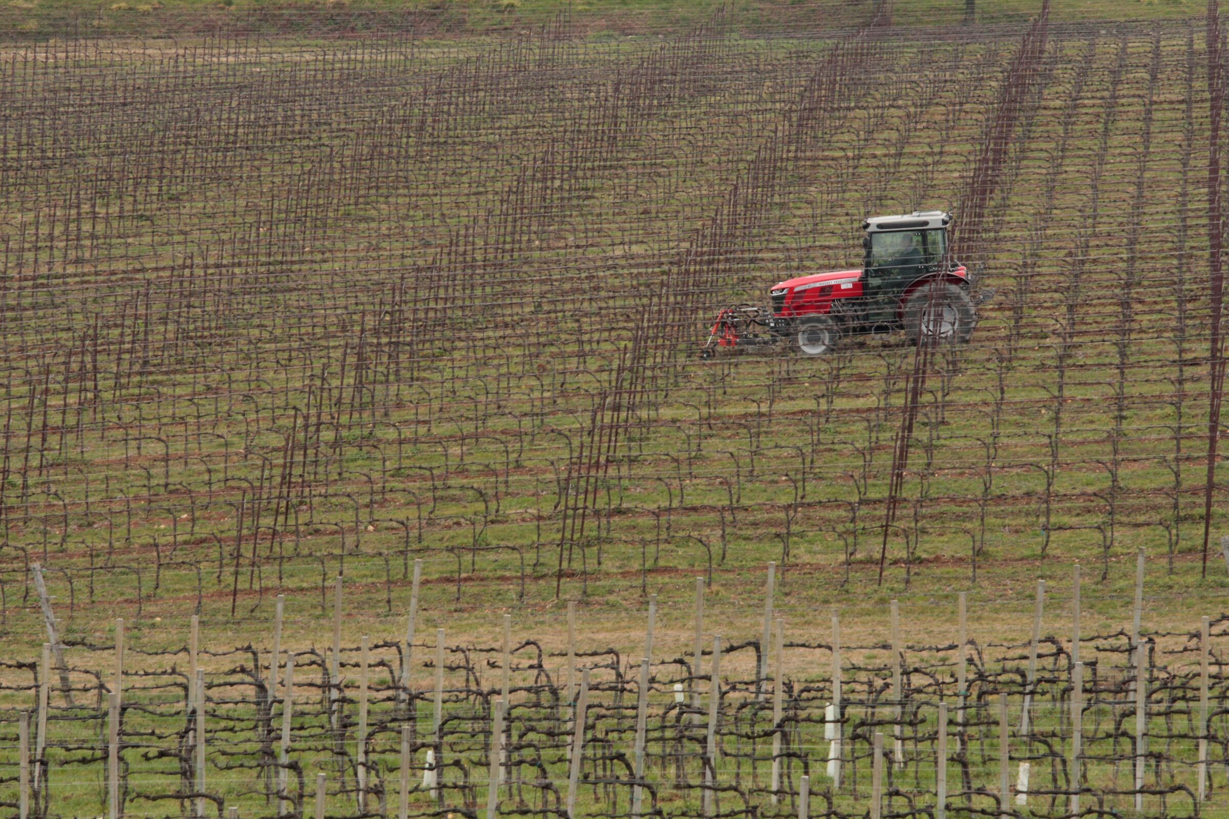 ...e poi arriverà la vendemmia