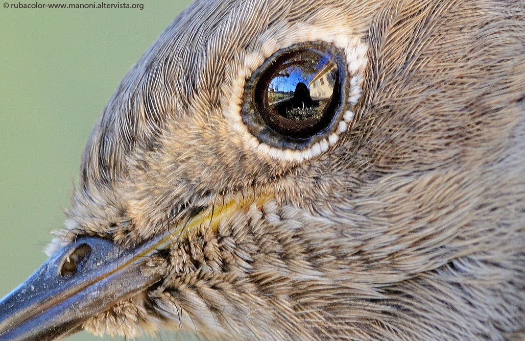 Quello che vede il codirosso