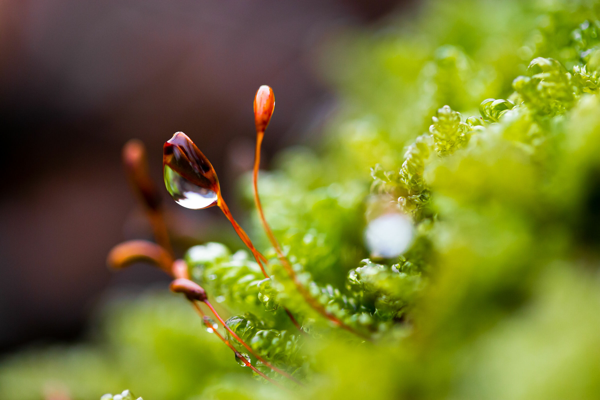 sottobosco dopo la pioggia