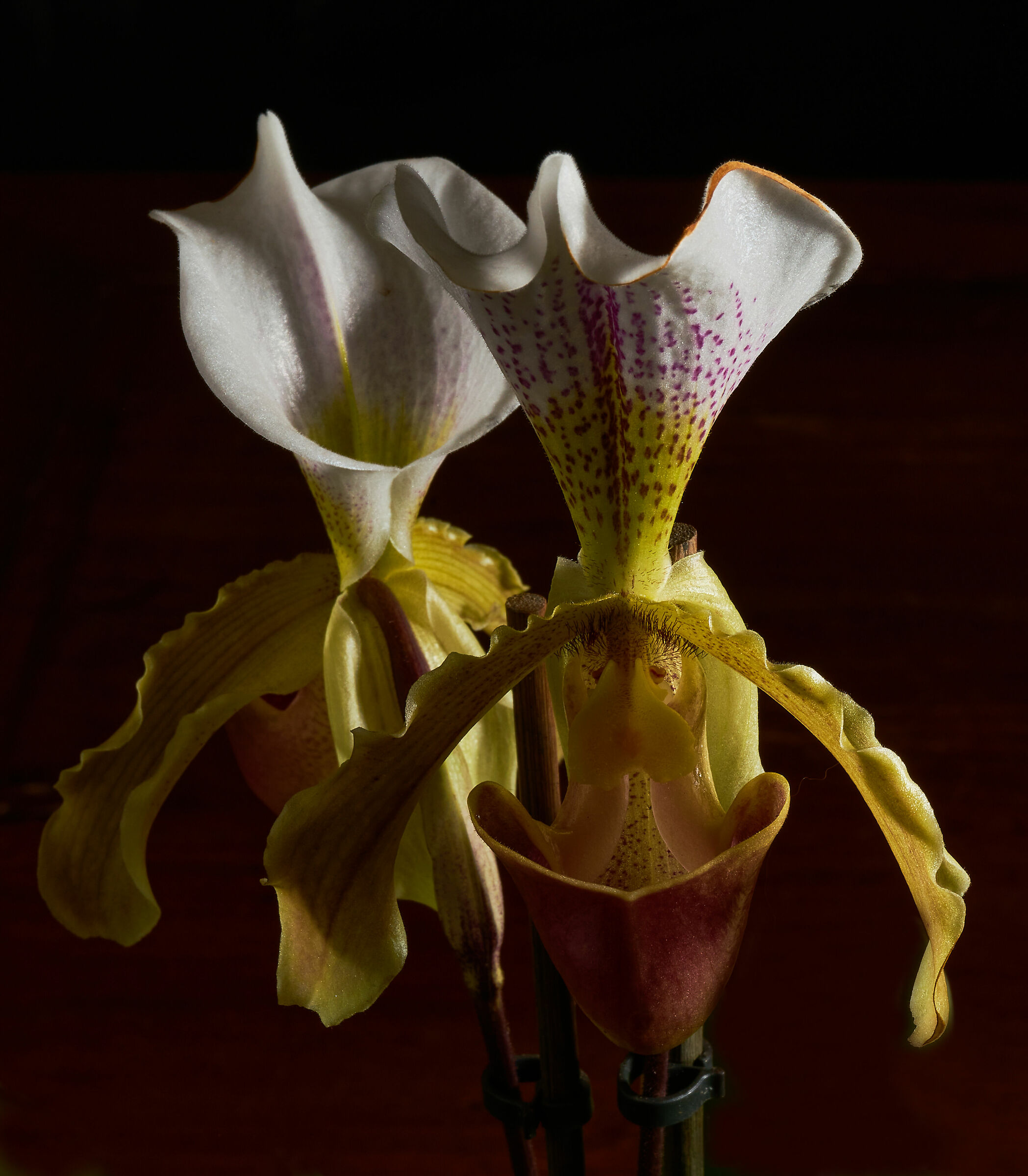 Paphiopedilum leeanum crop