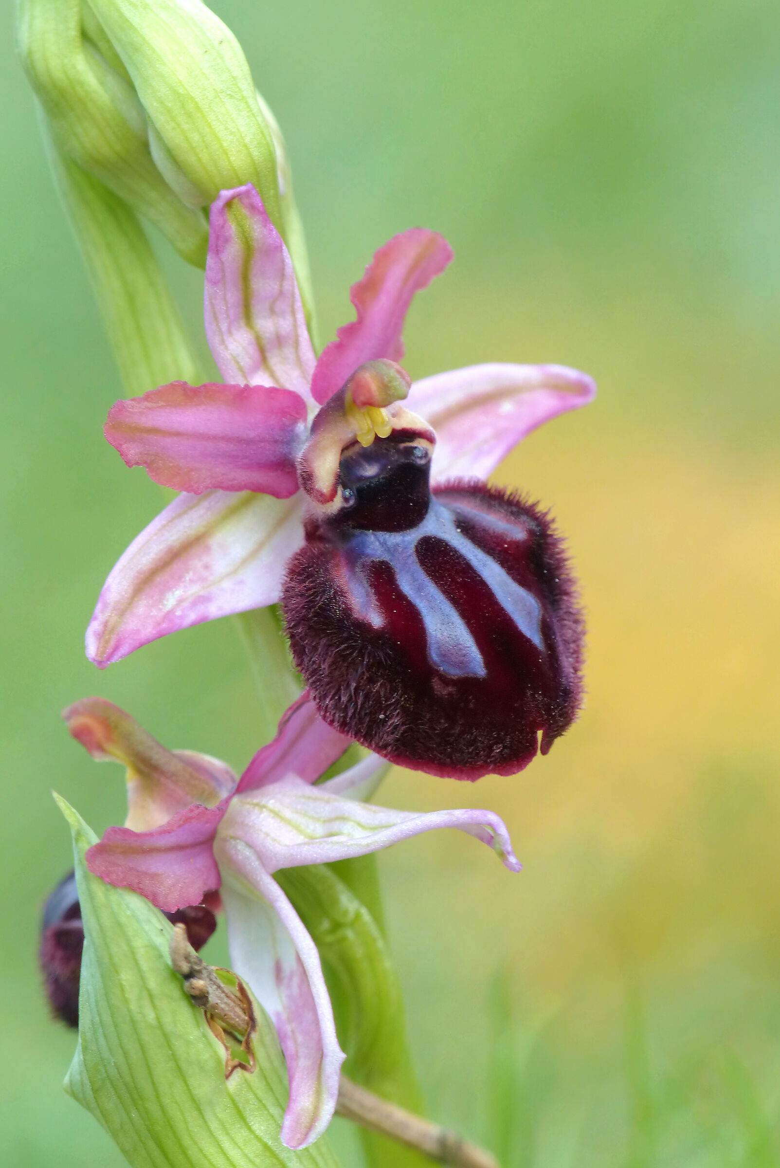 Ophrys sipontensis