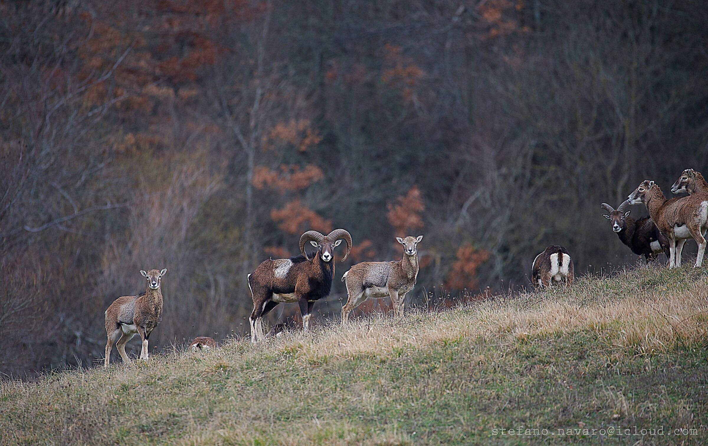 Mufloni- il gregge -