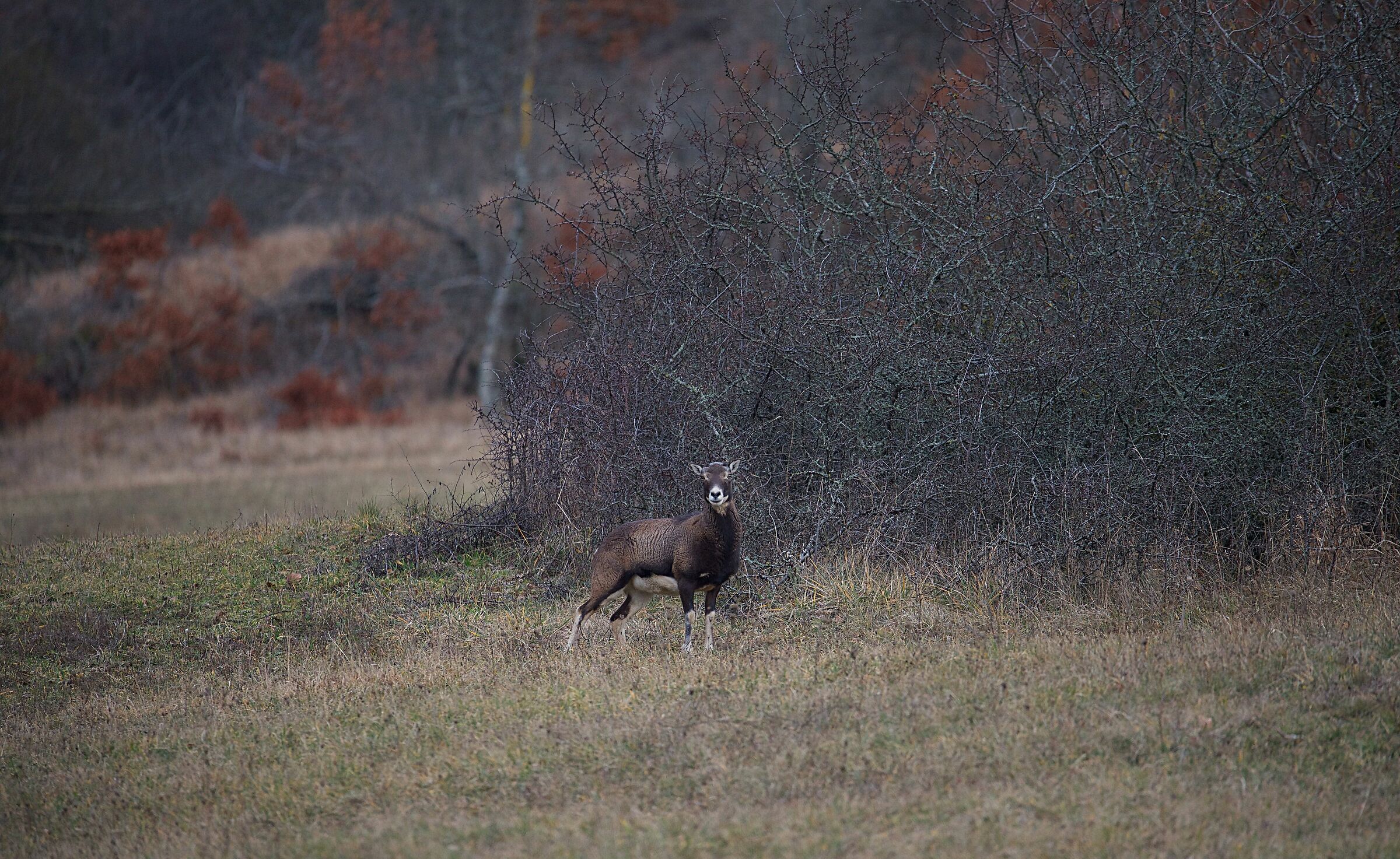 Muflone - giovane maschio -
