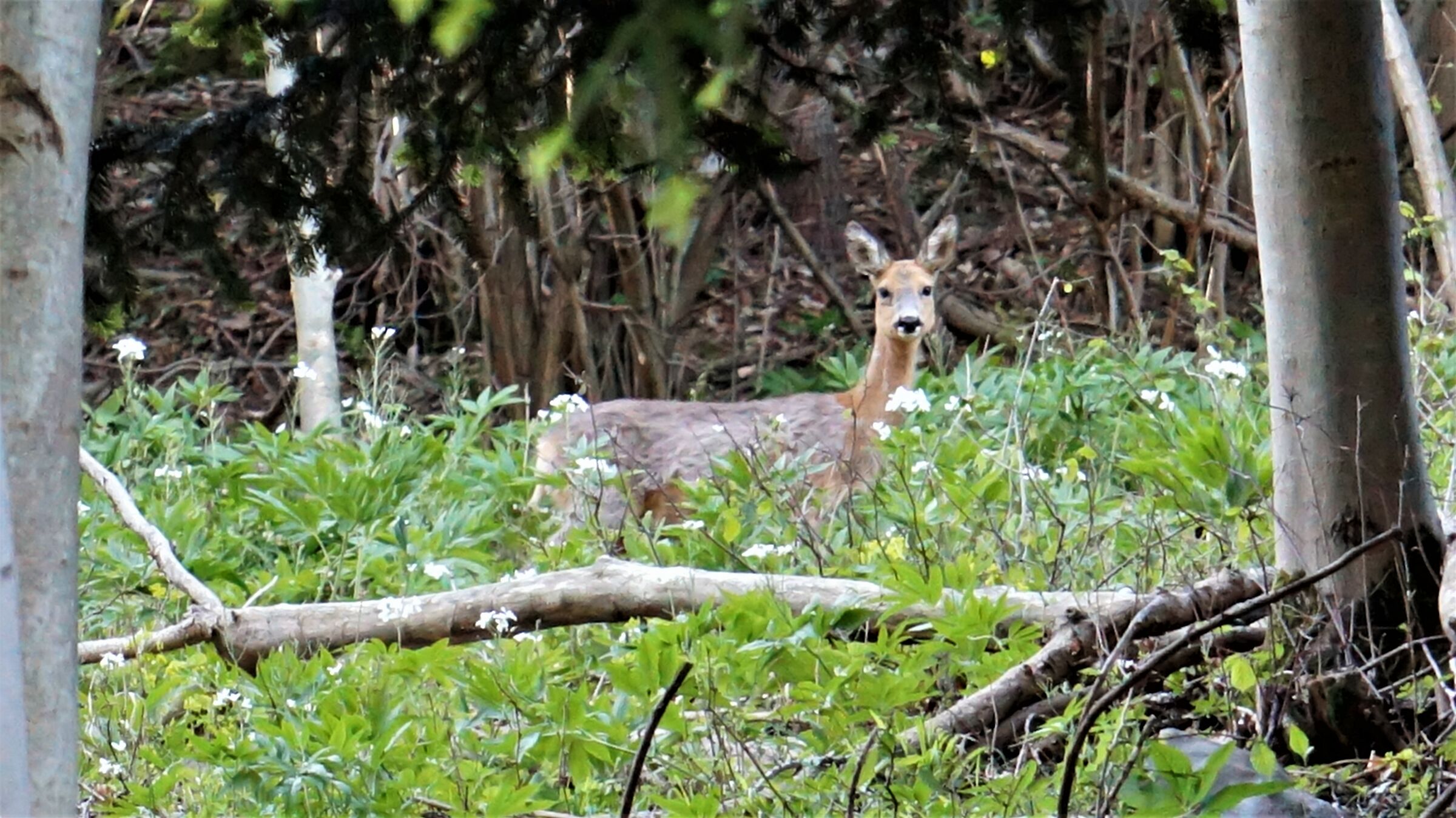 Deer in Val Ravella