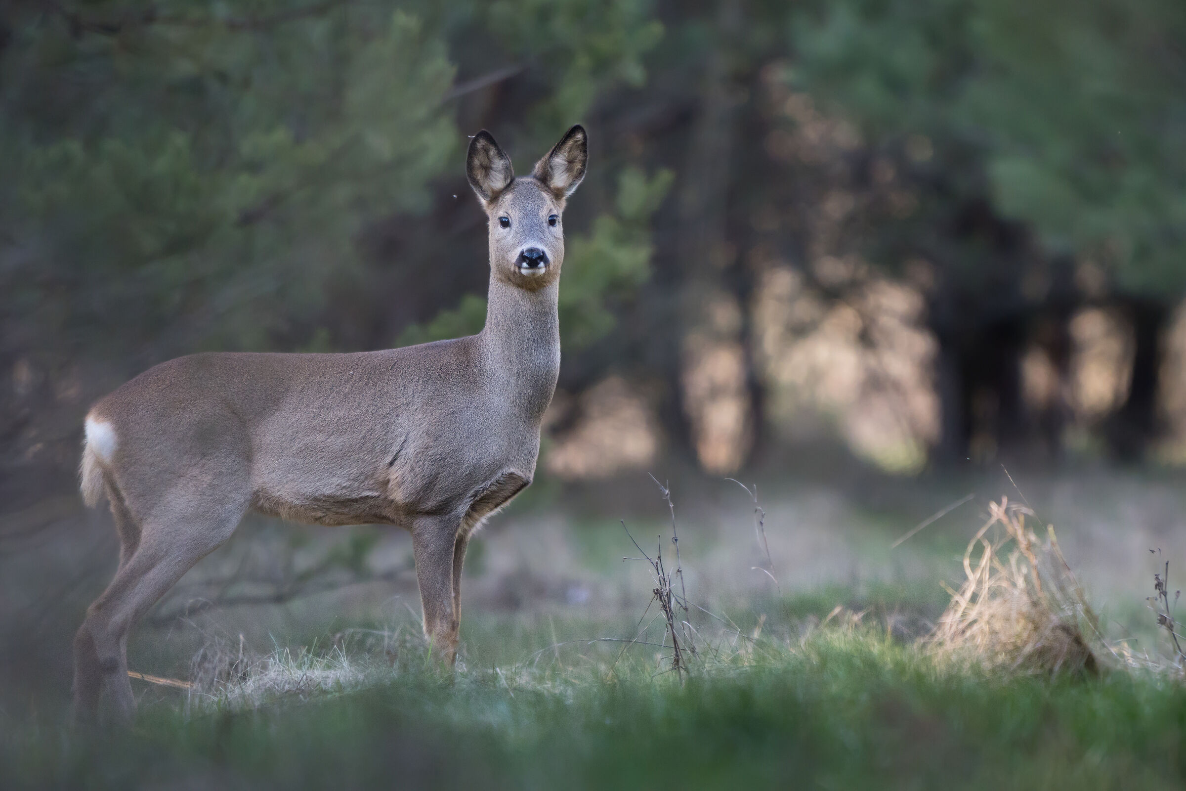 Roe deer (Capreolus capreolus)