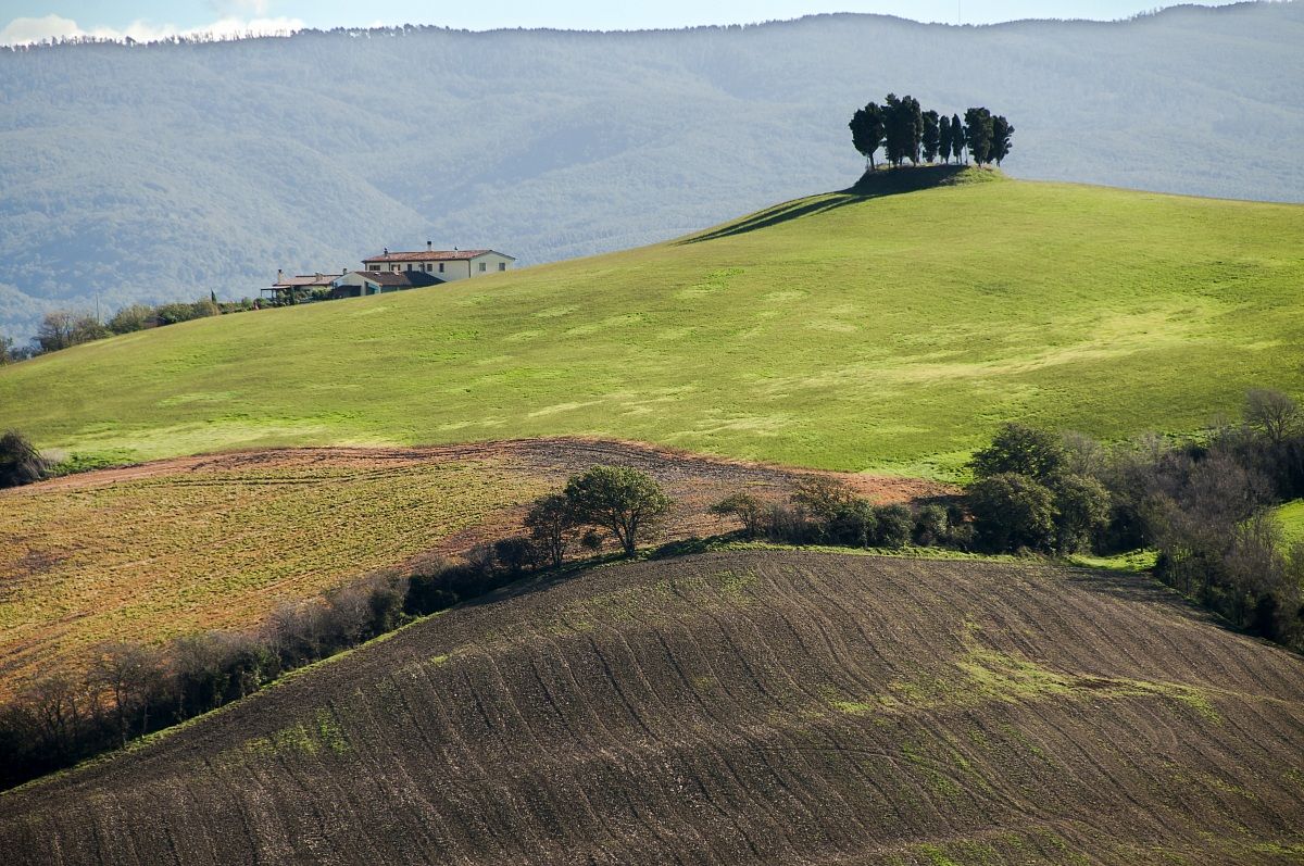 Cipressi a Luciana in Provincia di Livorno