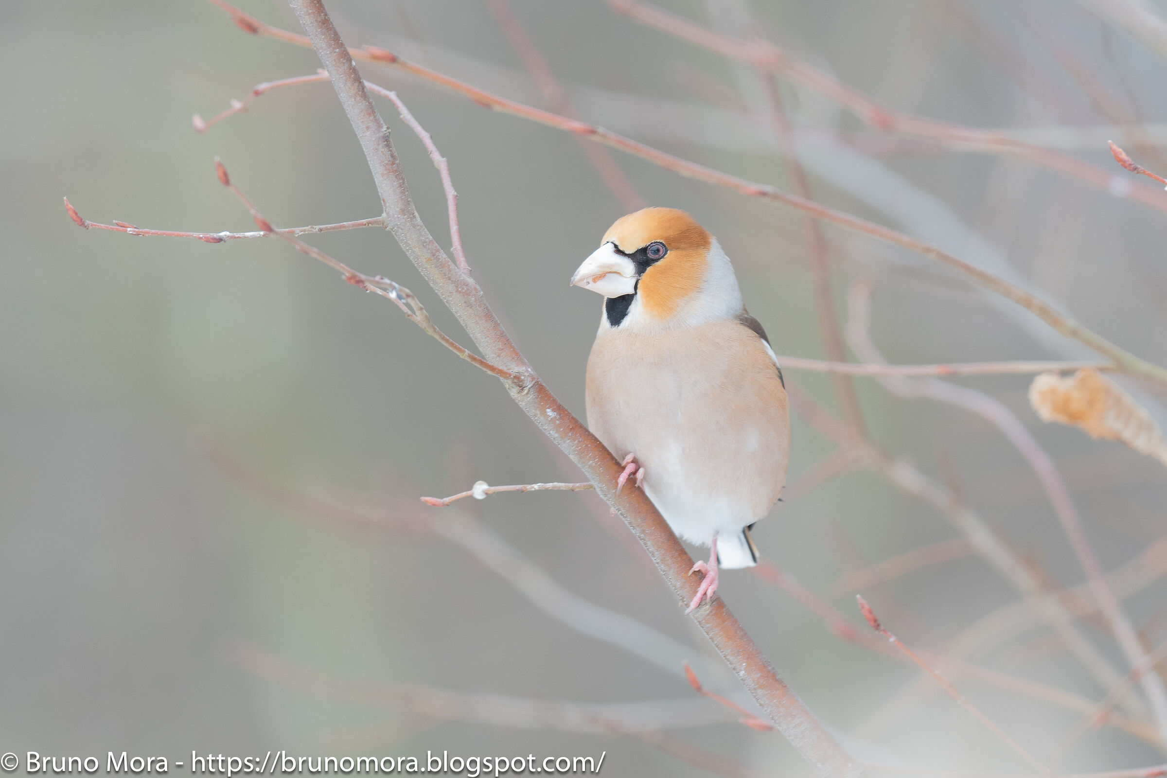 La delicata bellezza del Frosone