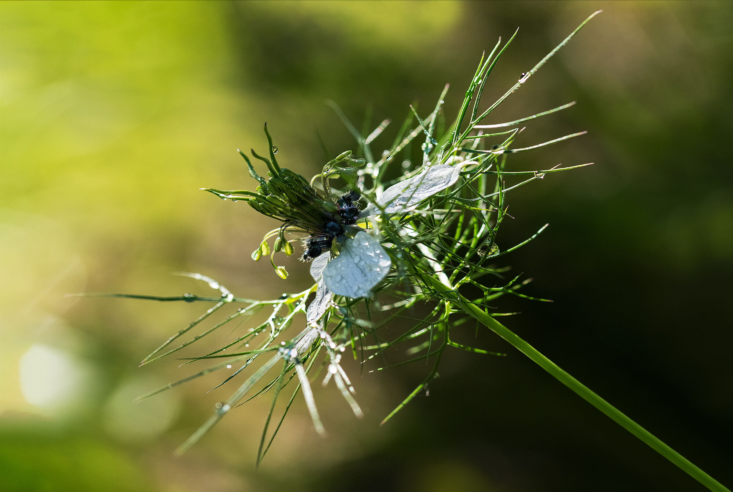 Gioielli incastonati tra l'erba