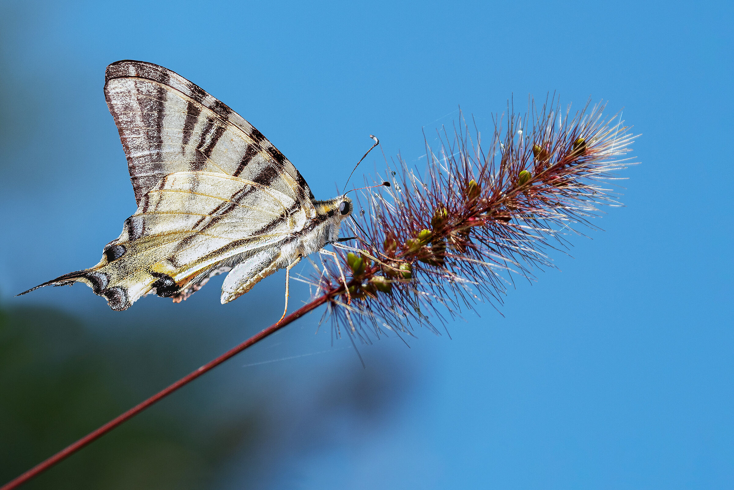 Spighetta con farfalla