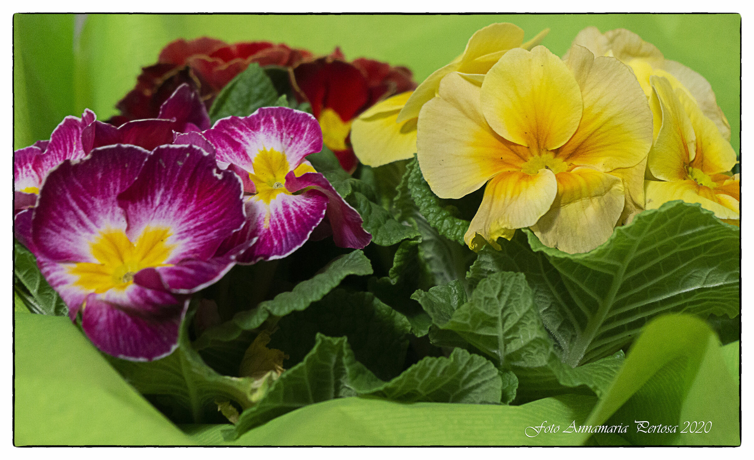 Un po' di colore e di vita fra tanto grigiore