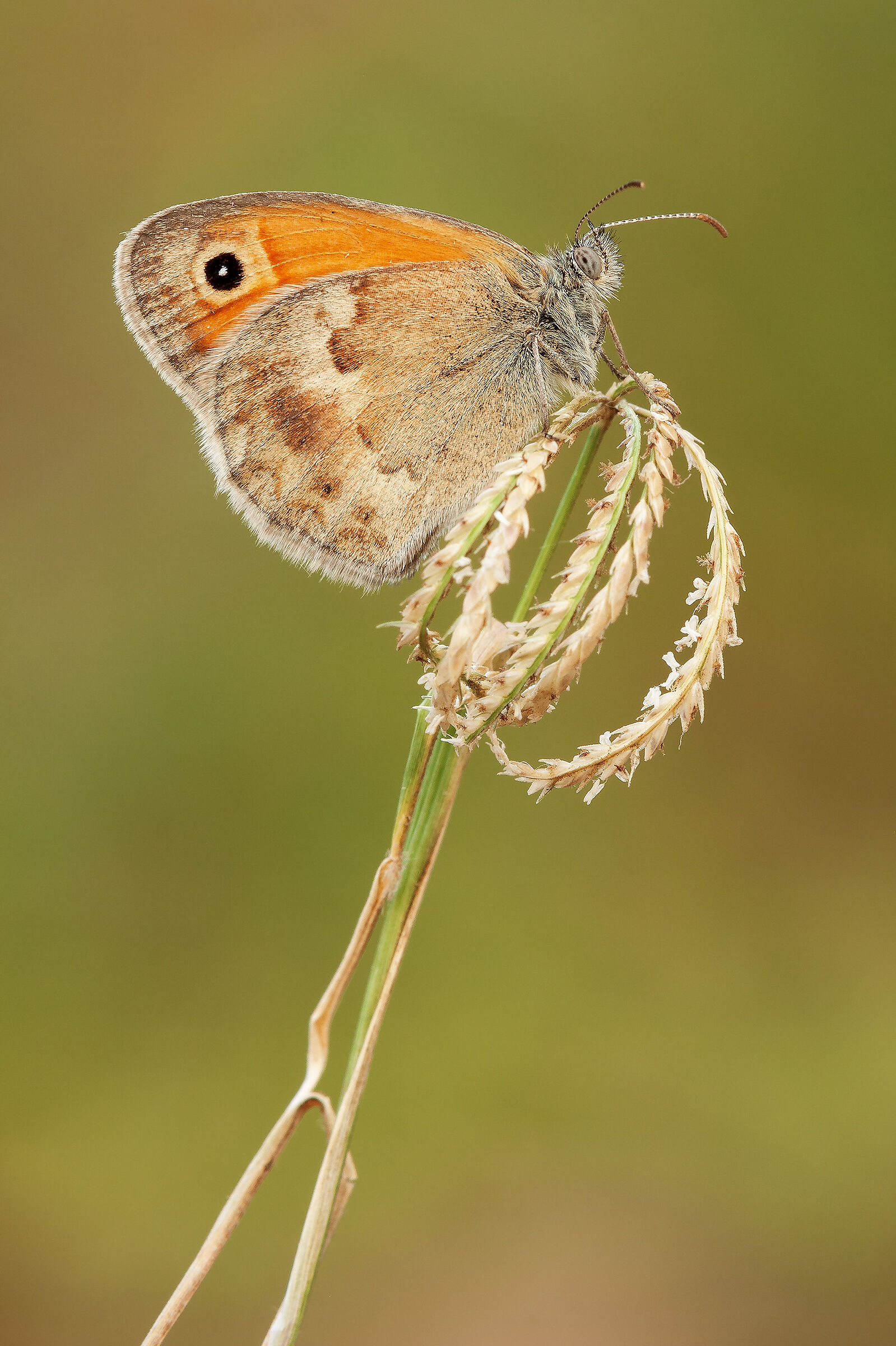 Pamphilus coenonympha