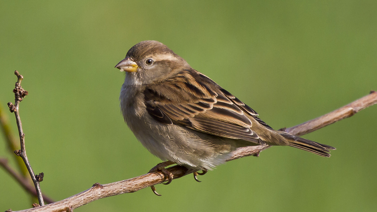 A nice passerottol common