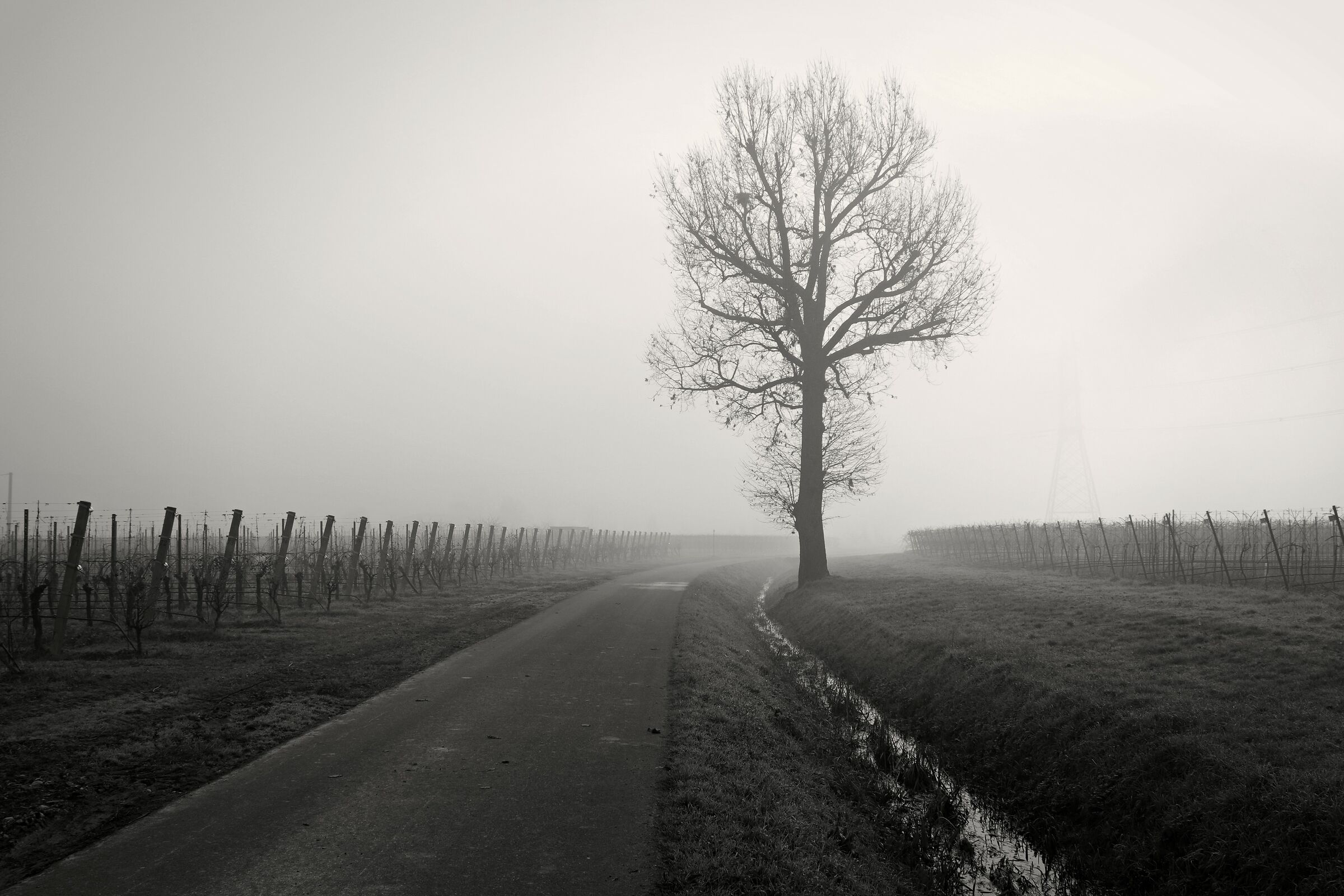Fog in BW