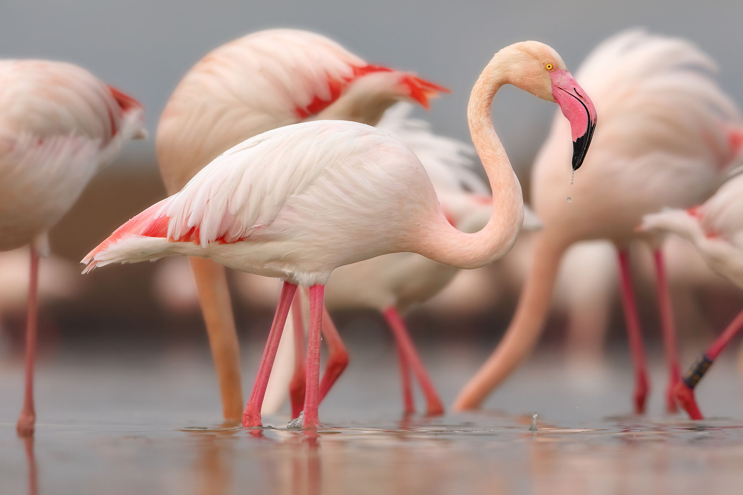 ..bello fra i belli..