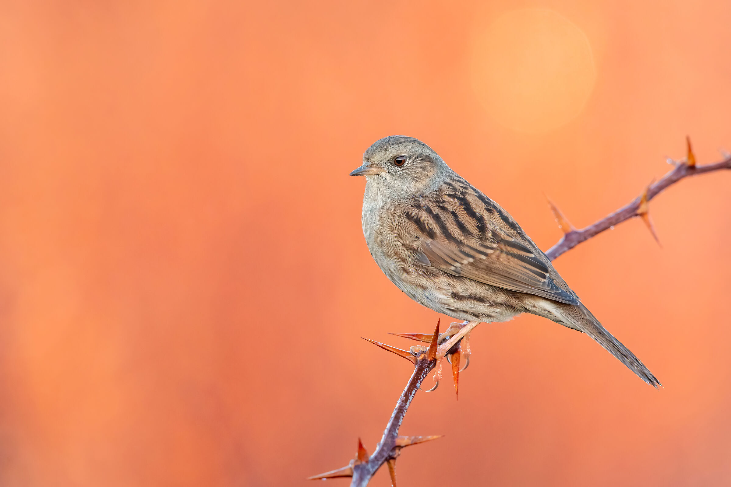 ..passera scopaiola..