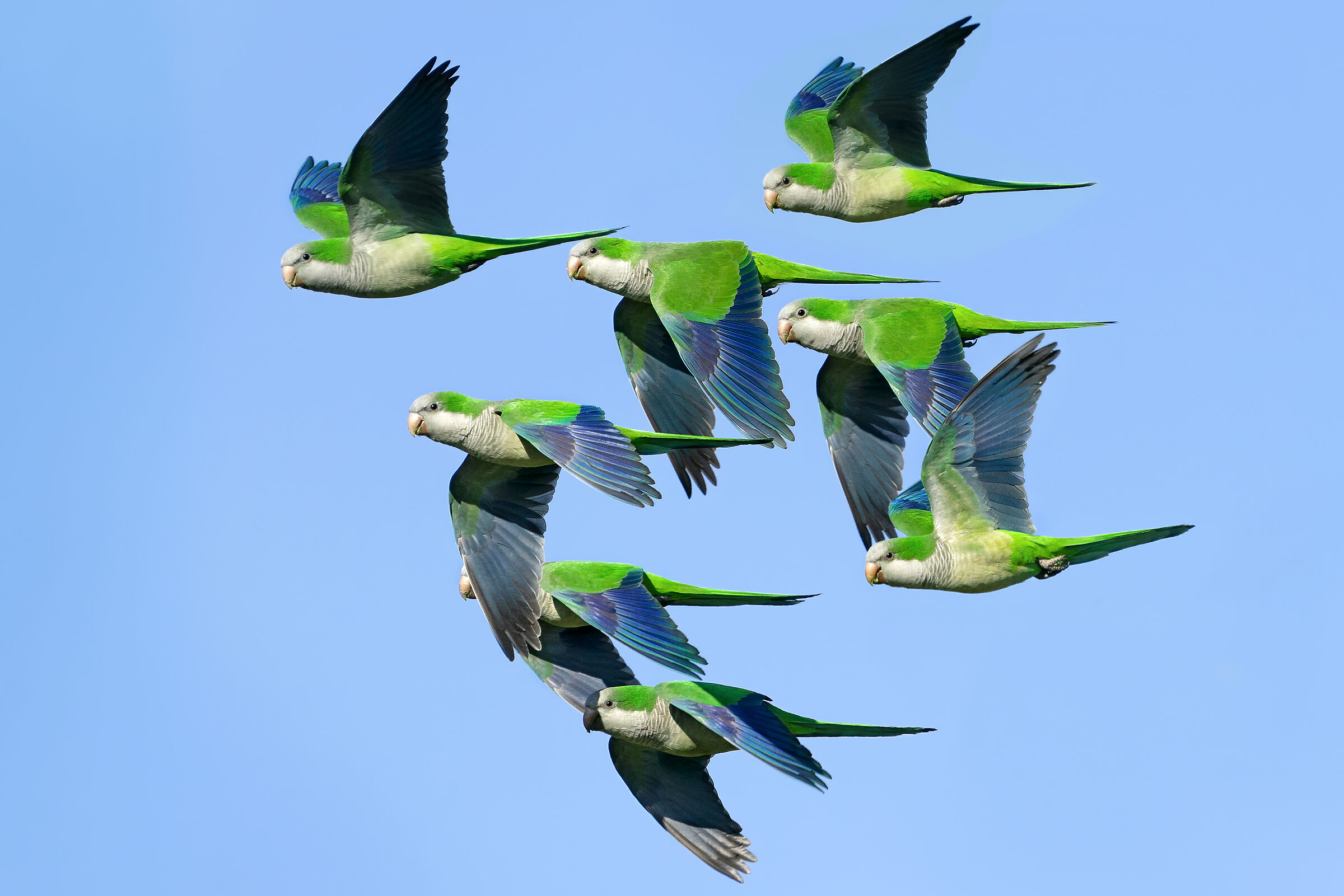 Parrocchetti monaci nei cieli di Roma