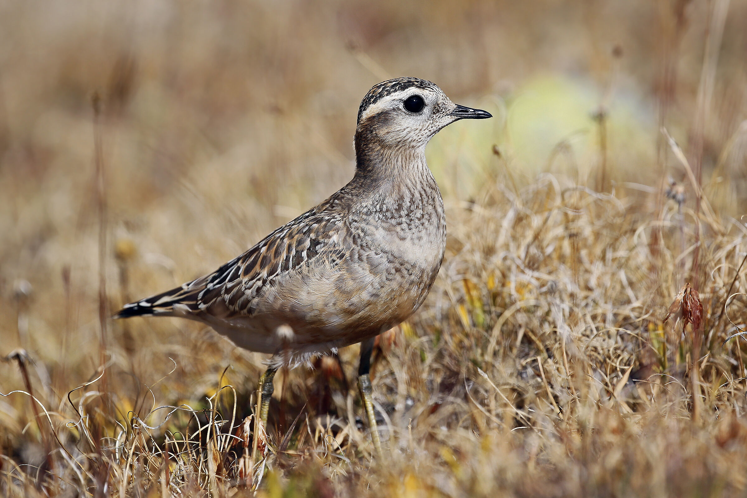 piviere tortolino (Charadrius morinellus)