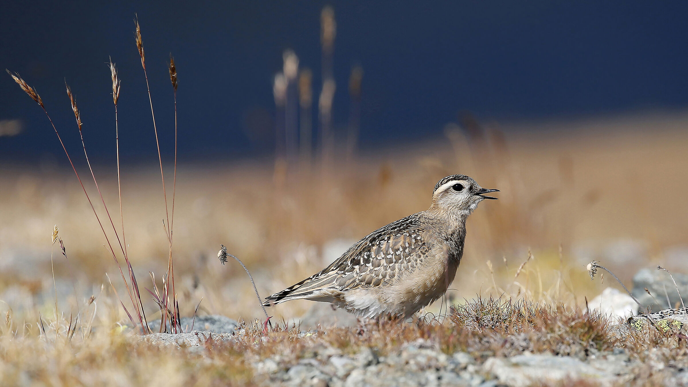 piviere tortolino (Charadrius morinellus)