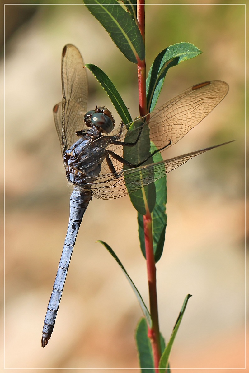 Libellula