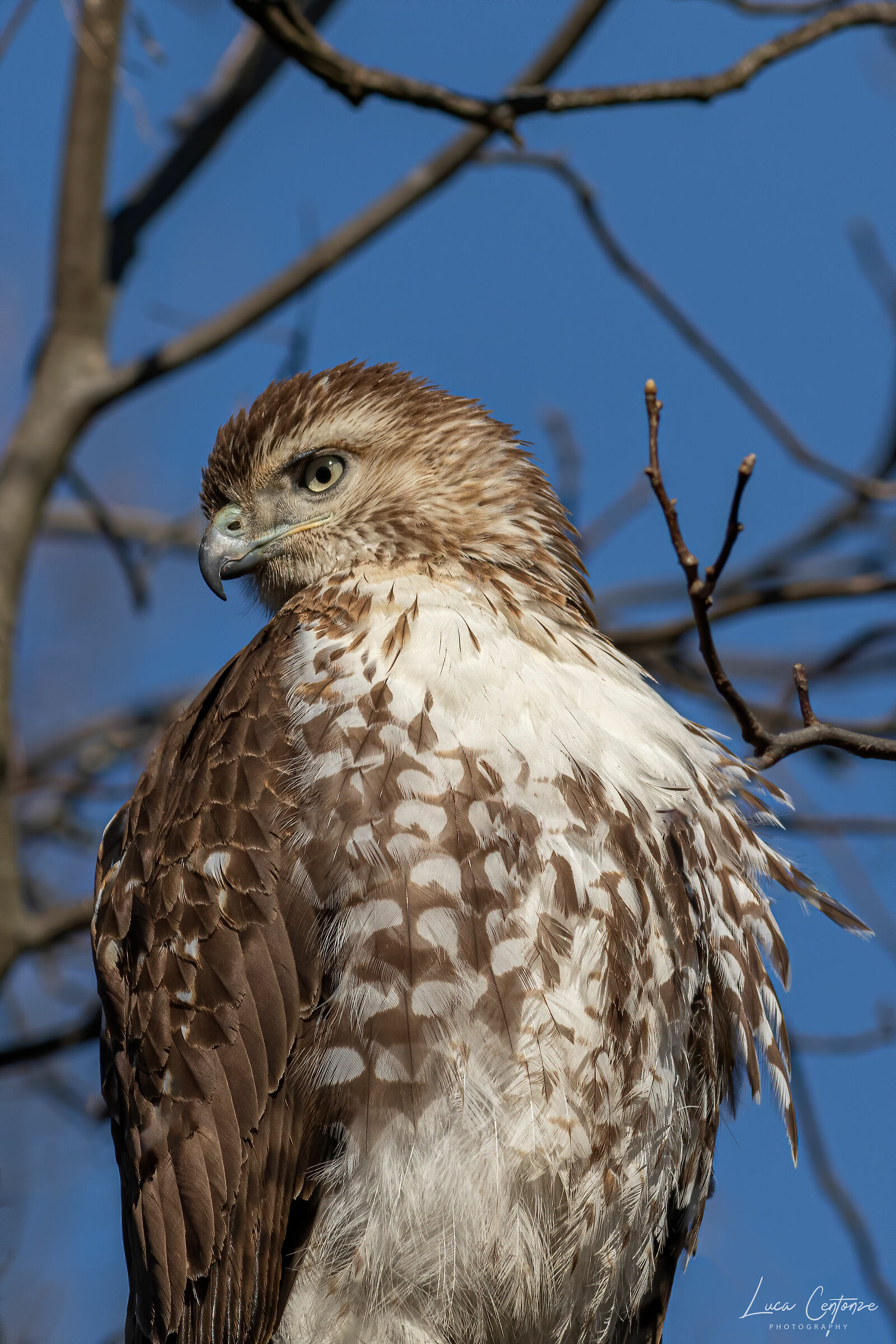 Poiana Codarossa (Buteo jamaicensis)