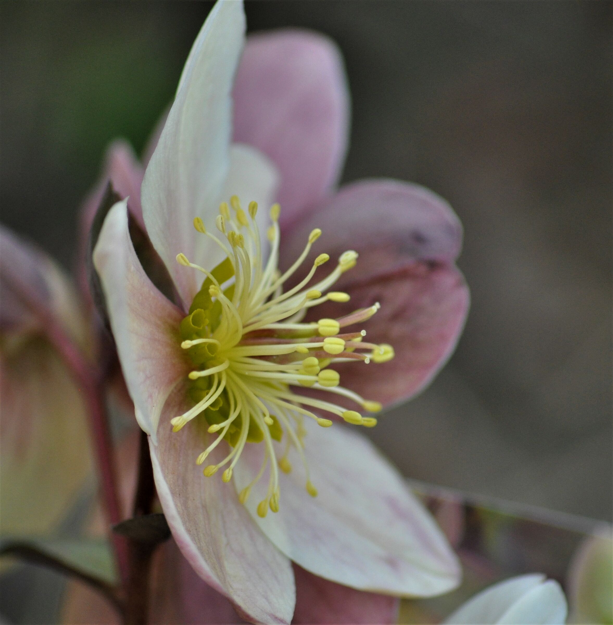 Helleborus Flowering