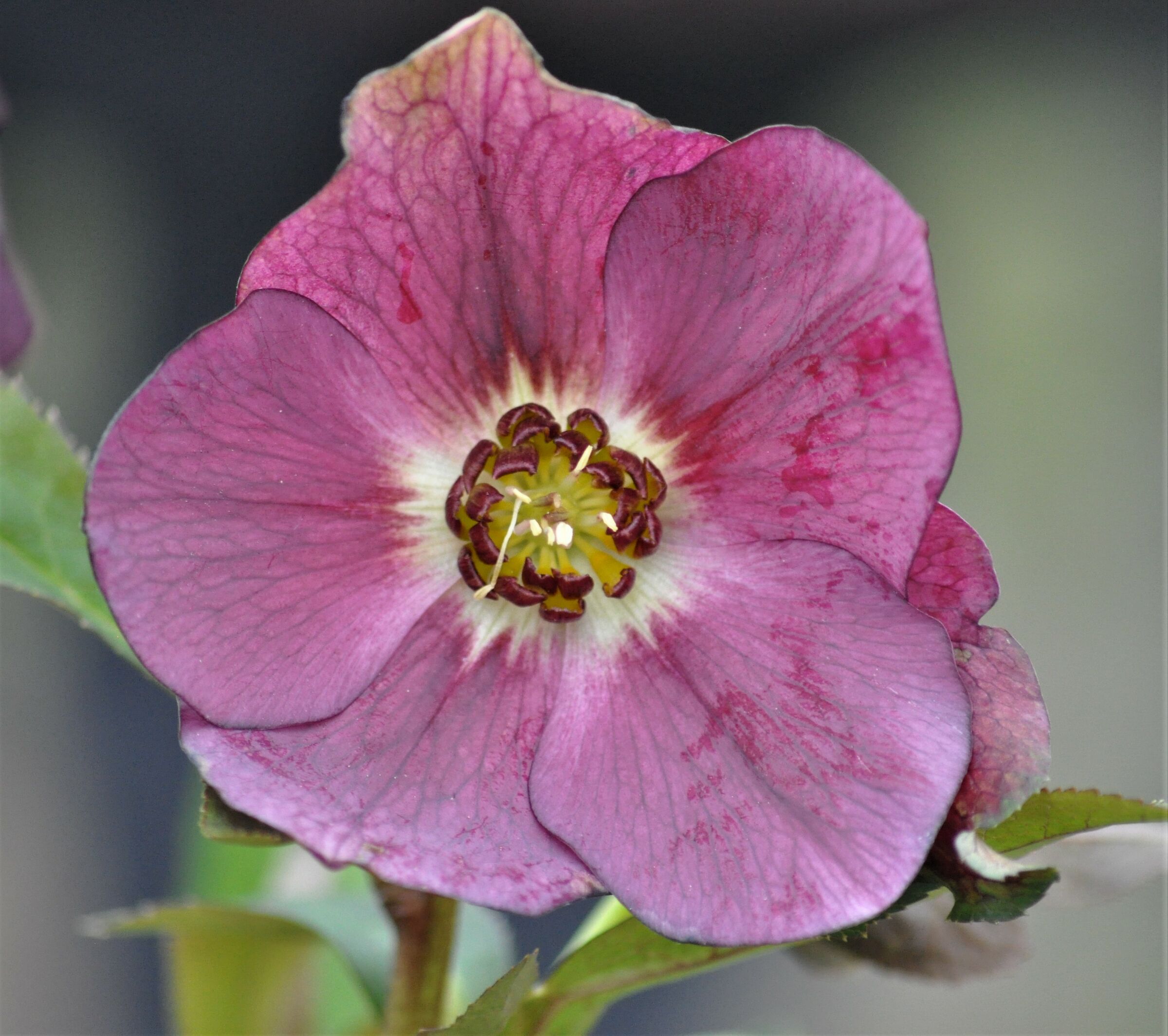 Helleborus, Unbe.