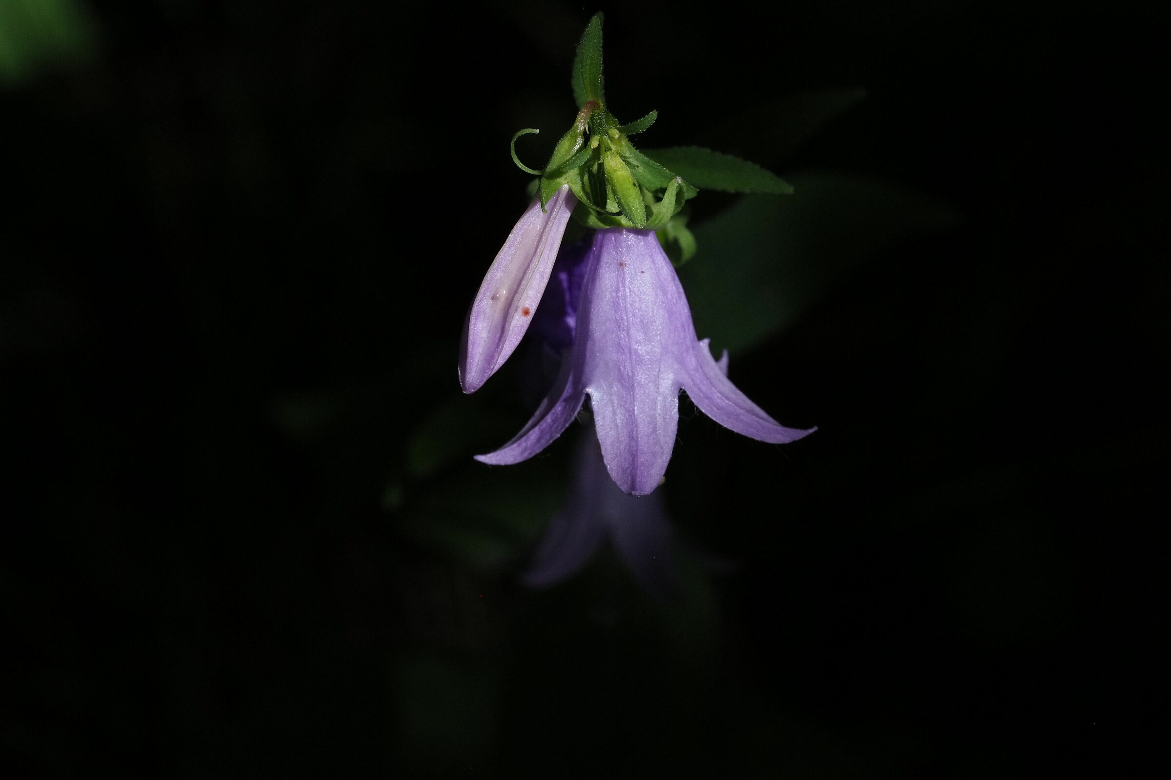 s.t.11