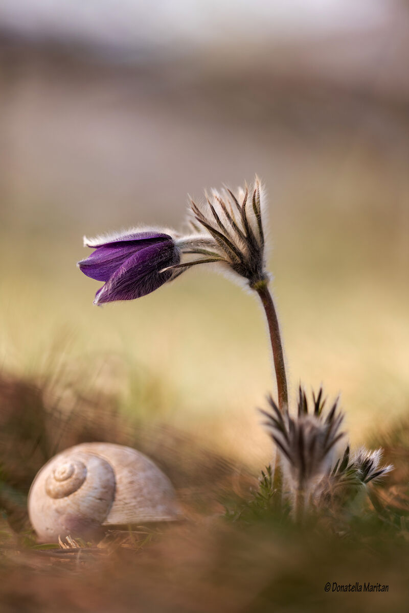 The first (Pulsatilla)
