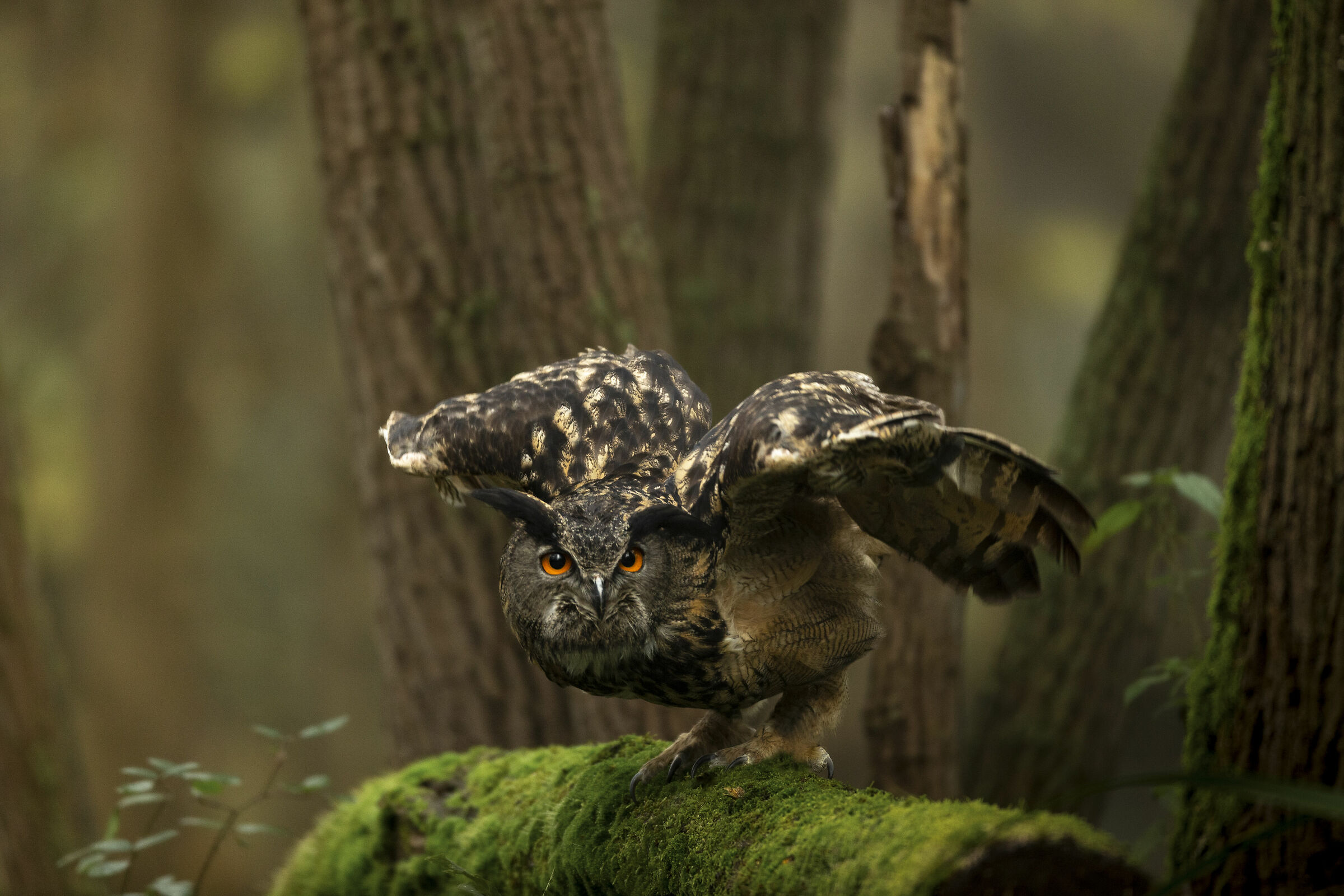 Gufo reale pronto al decollo