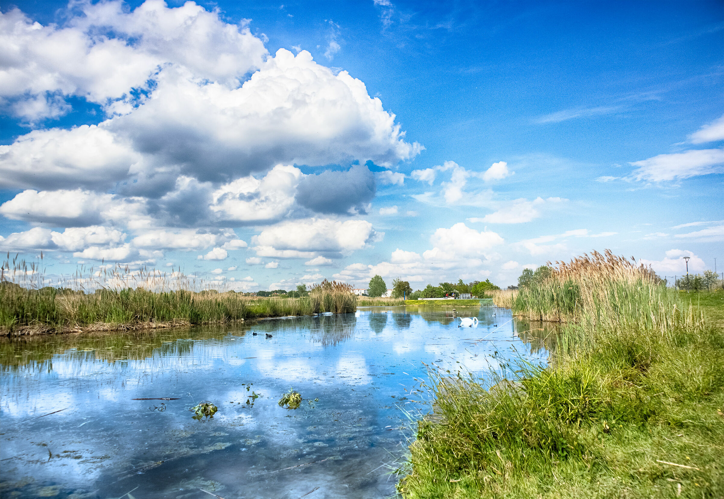 Pond at the park