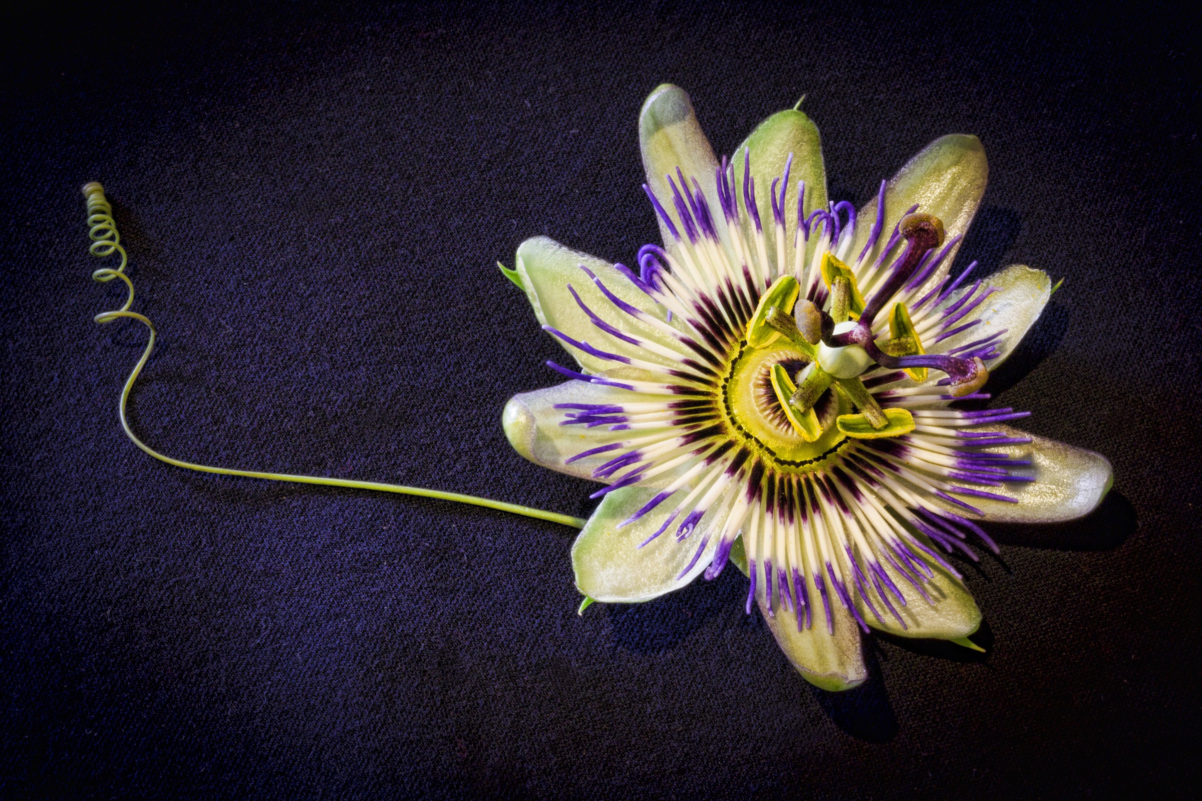 passiflora