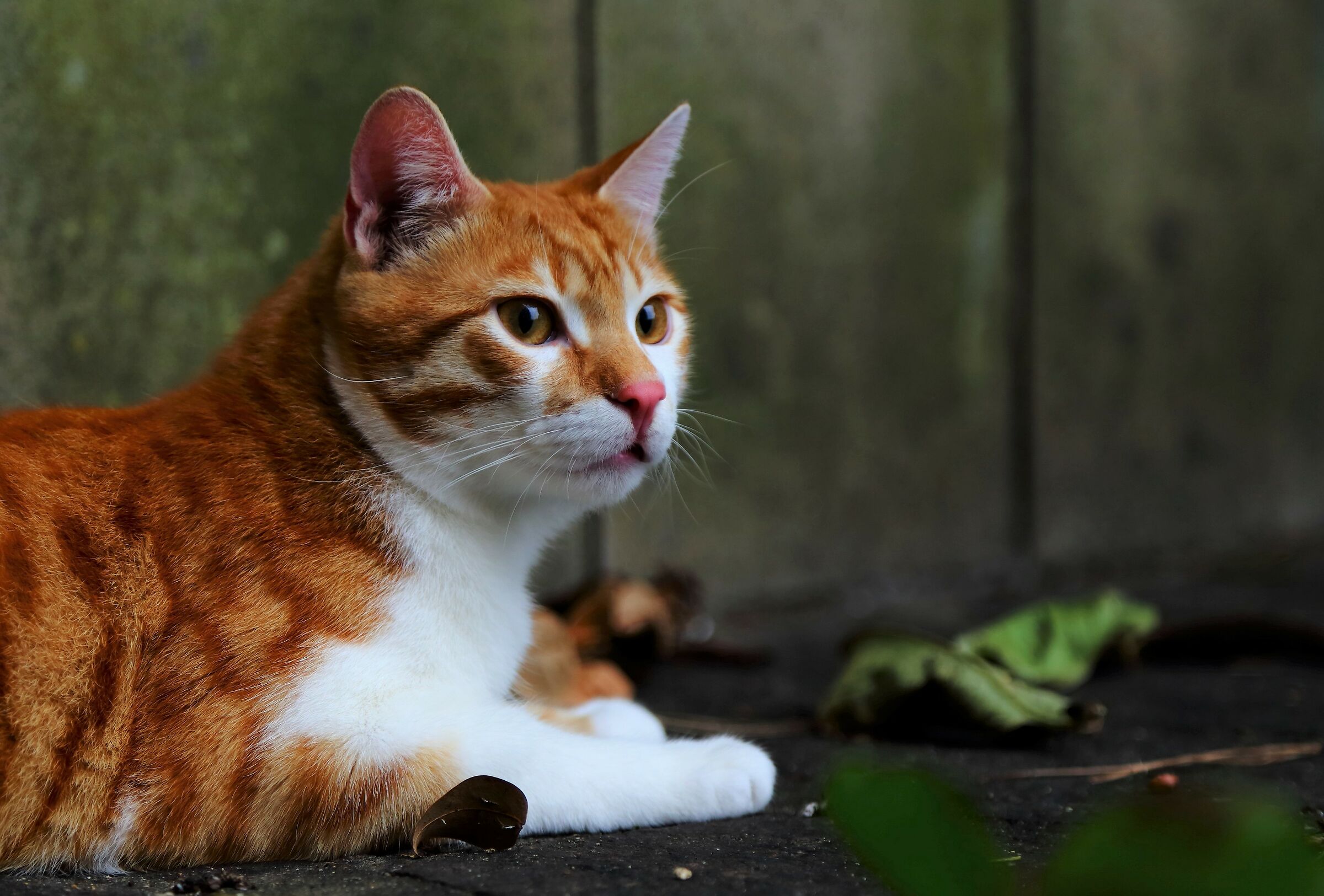Colori. Gatto su pietra.