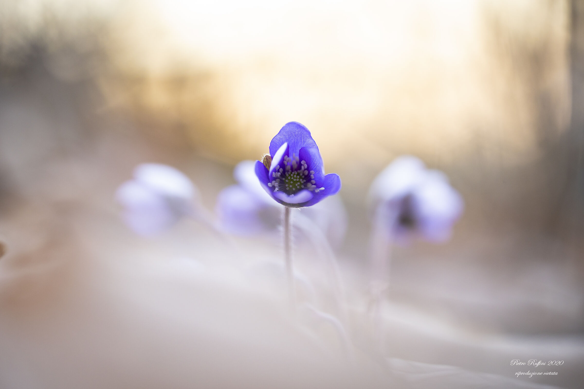 In a stubborn and contrary direction