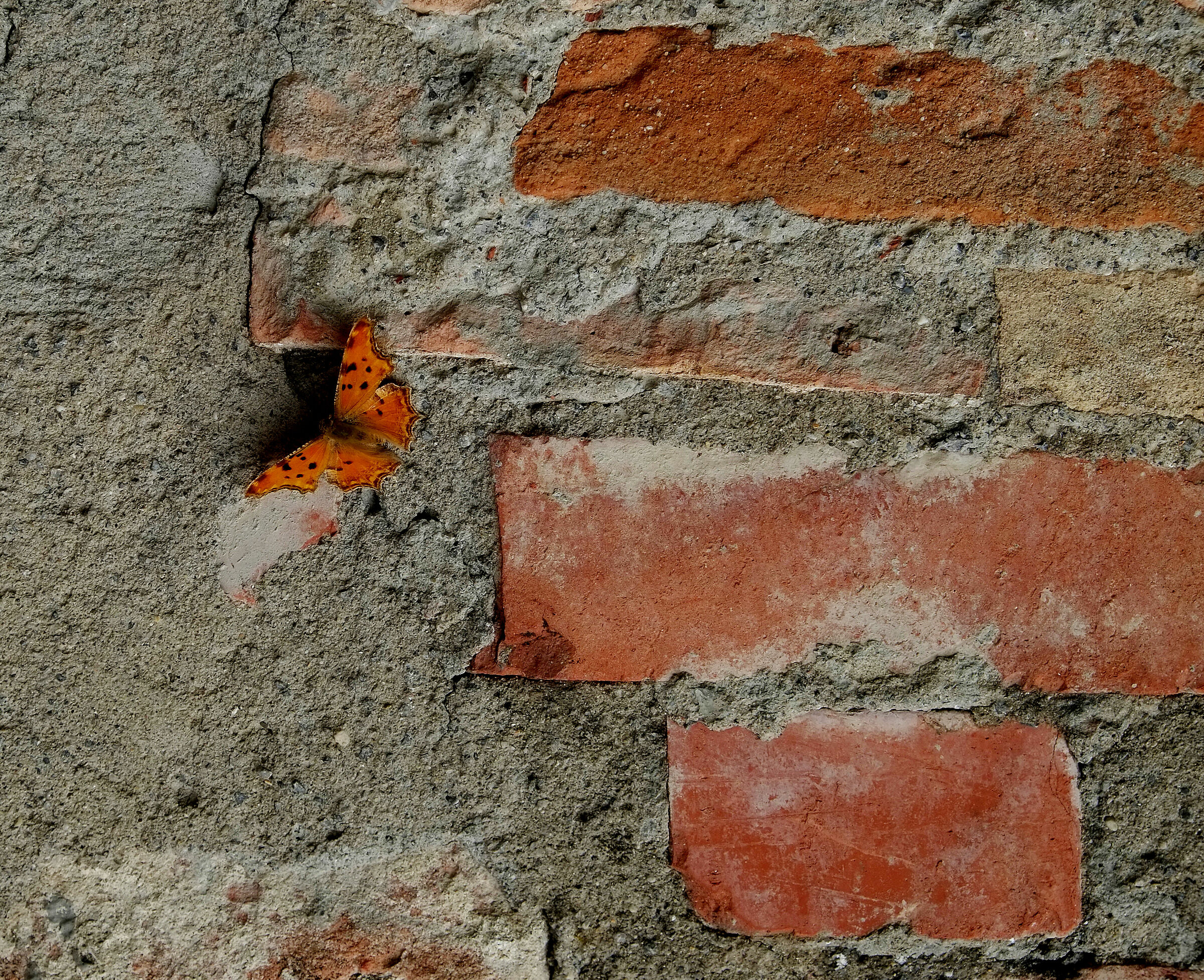 rosso mimetico