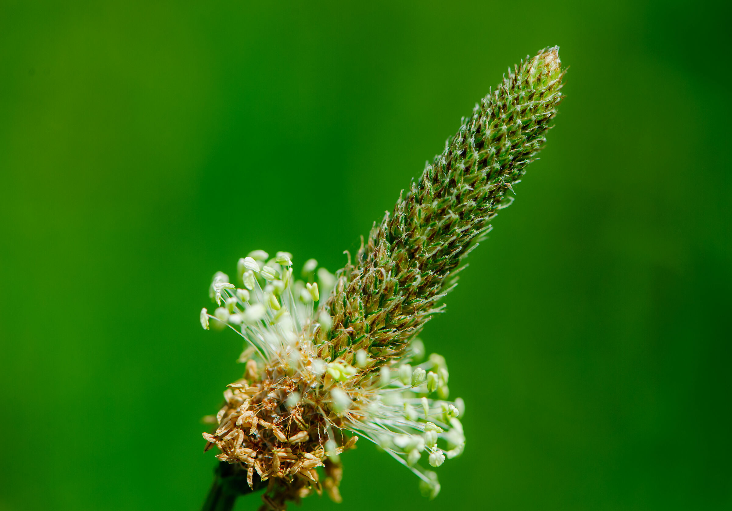 Terminillo (Ri)-Field Flower
