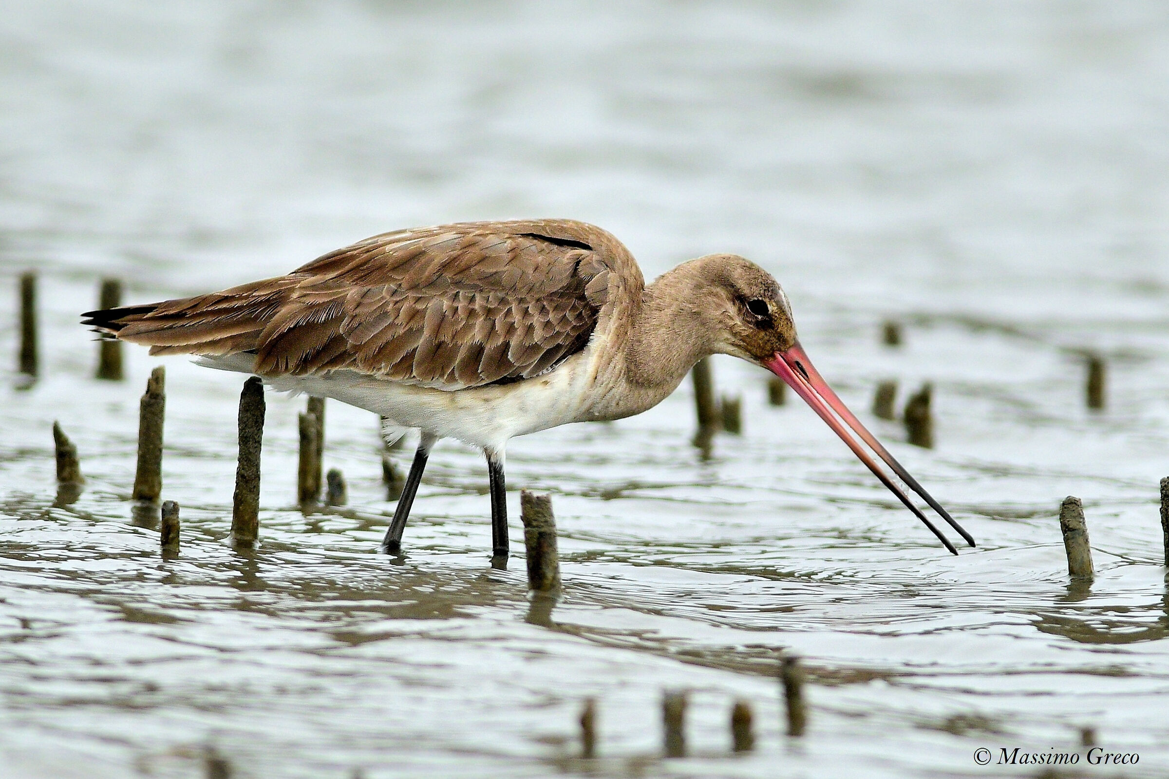 Royal Pictish (Limosa limosa)