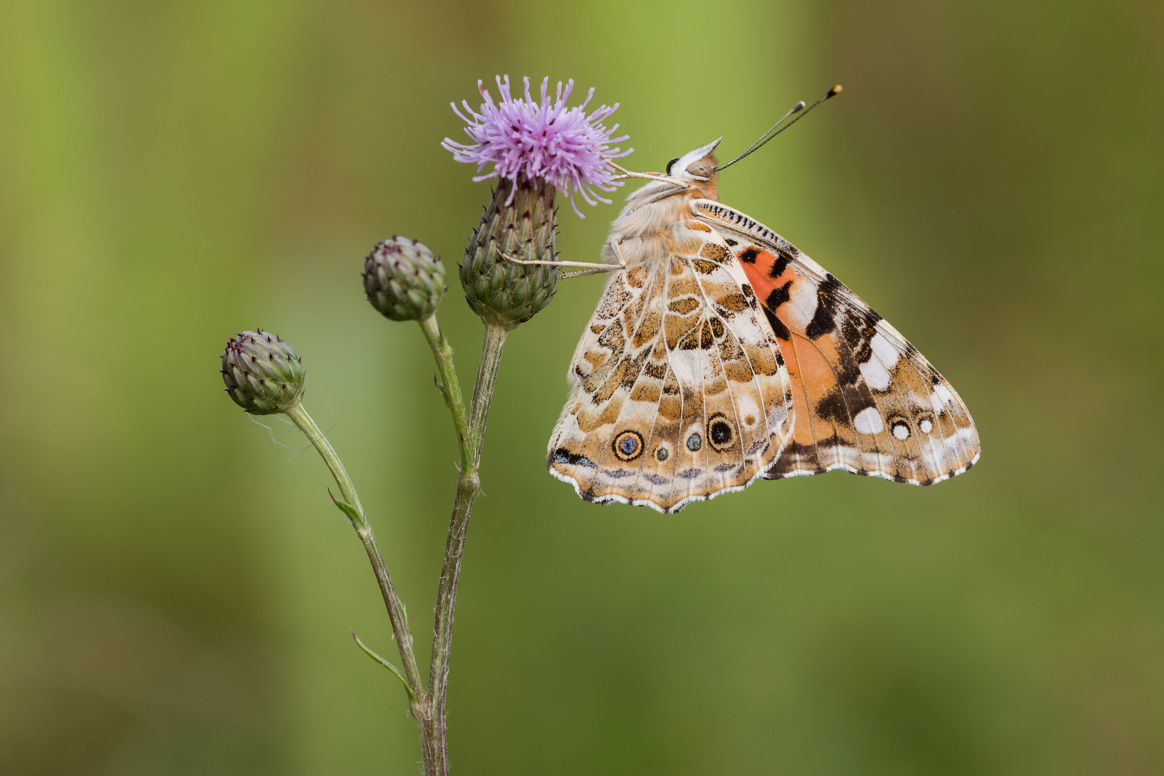 Vanessa Cardui