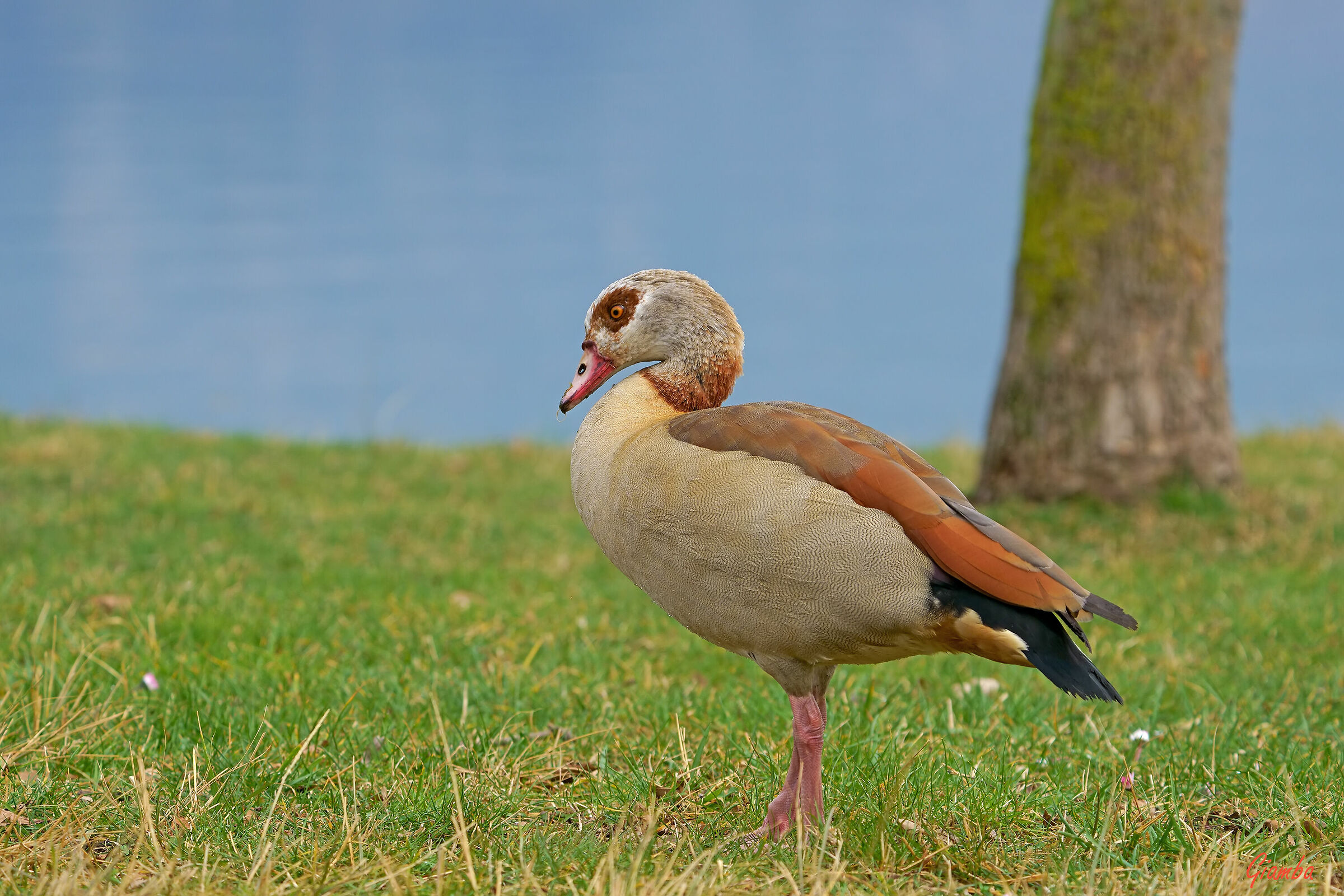 Oca egiziana femmina