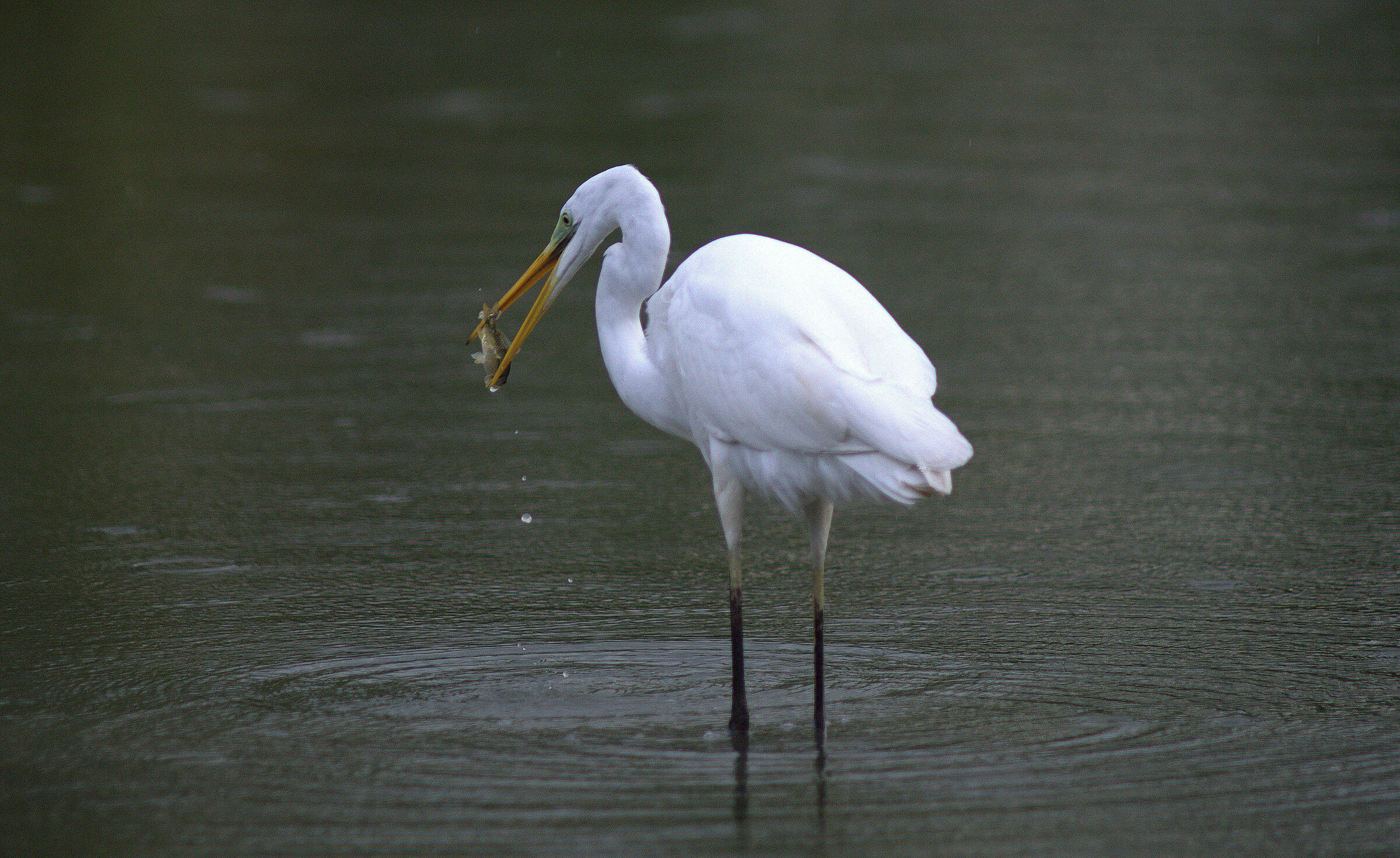 Airone bianco con preda