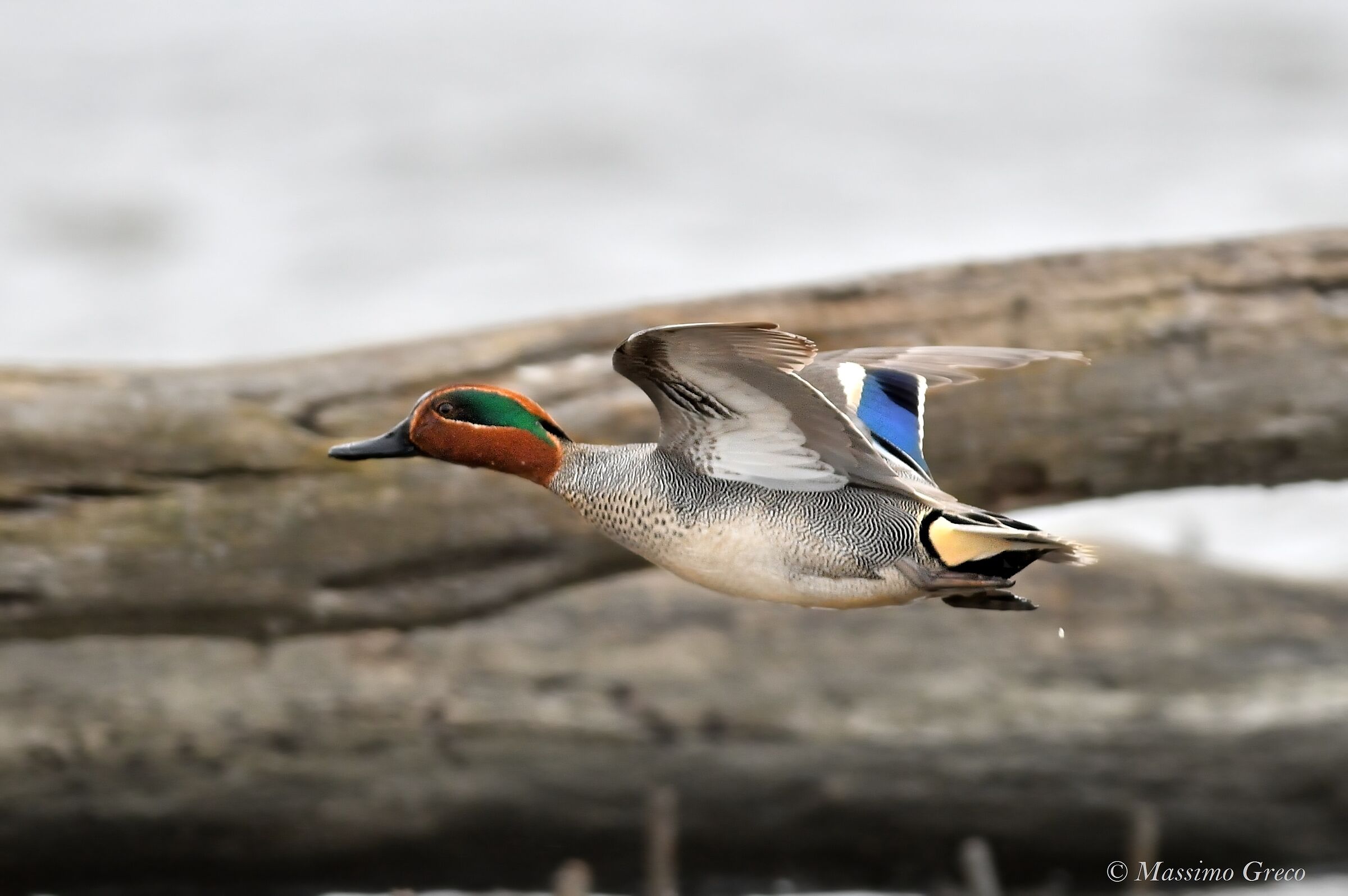 Alzavola (Anas crecca)