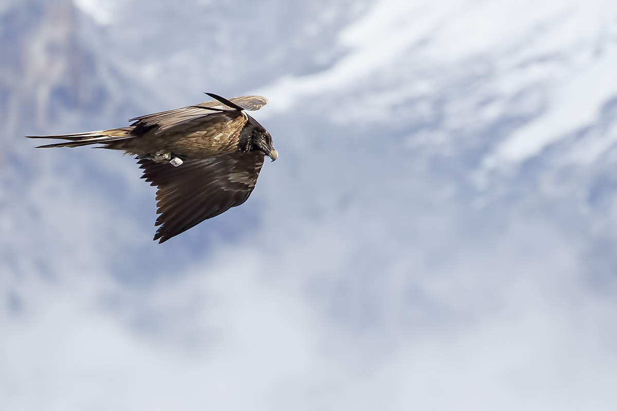 Planando nella nebbia...
