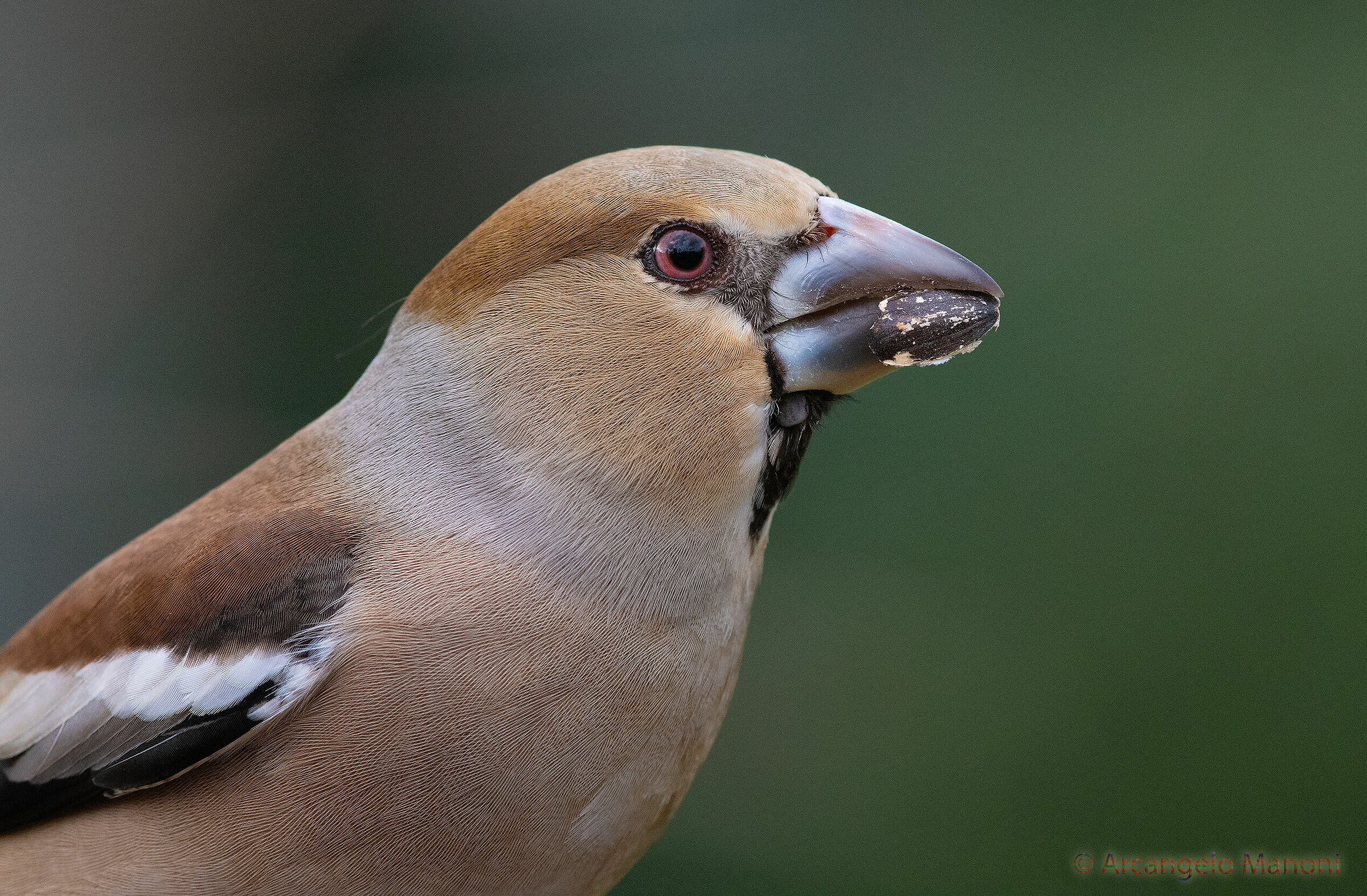 A mint at the throat of the female frosone