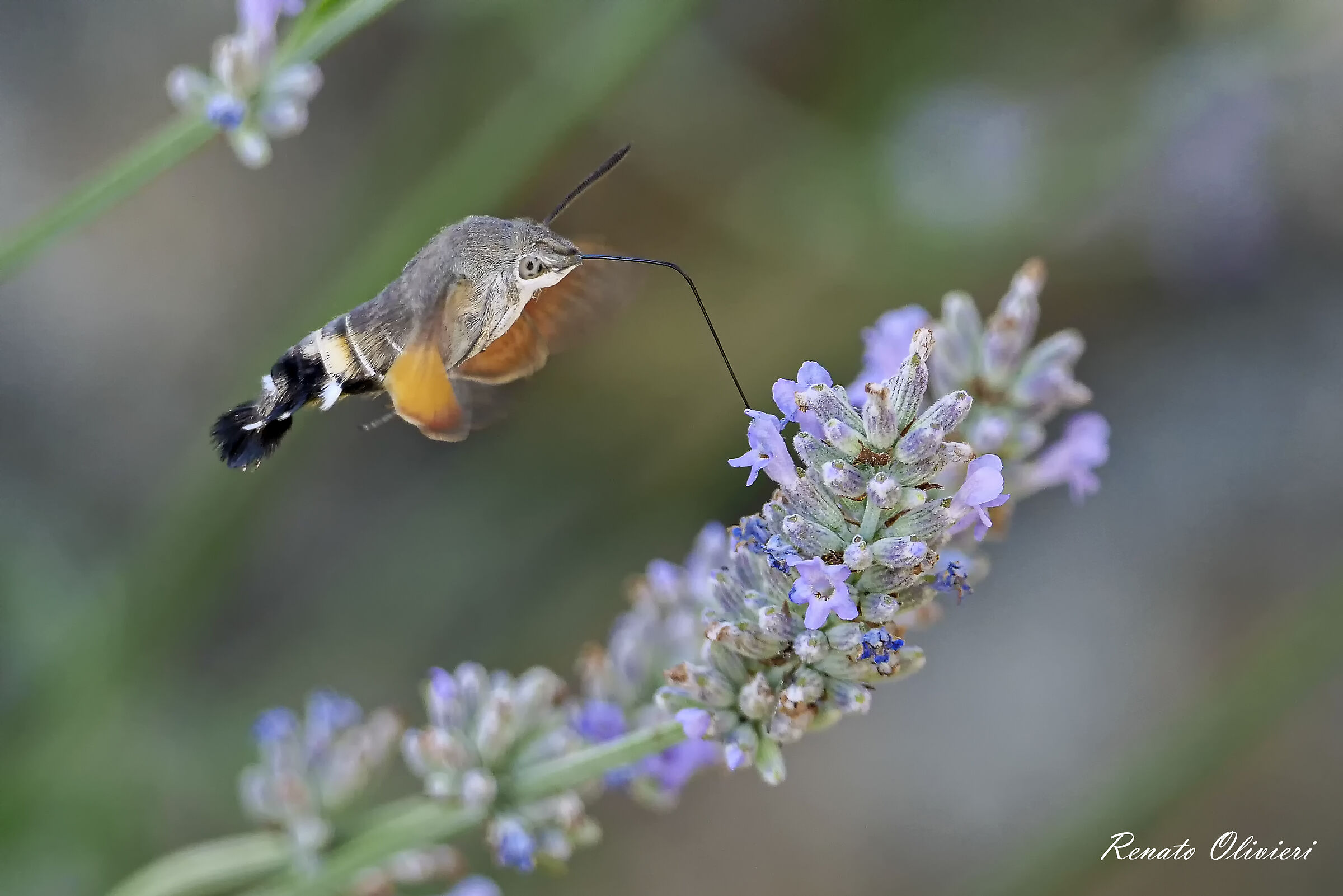 La sfinge del galio o sfinge colibrì.