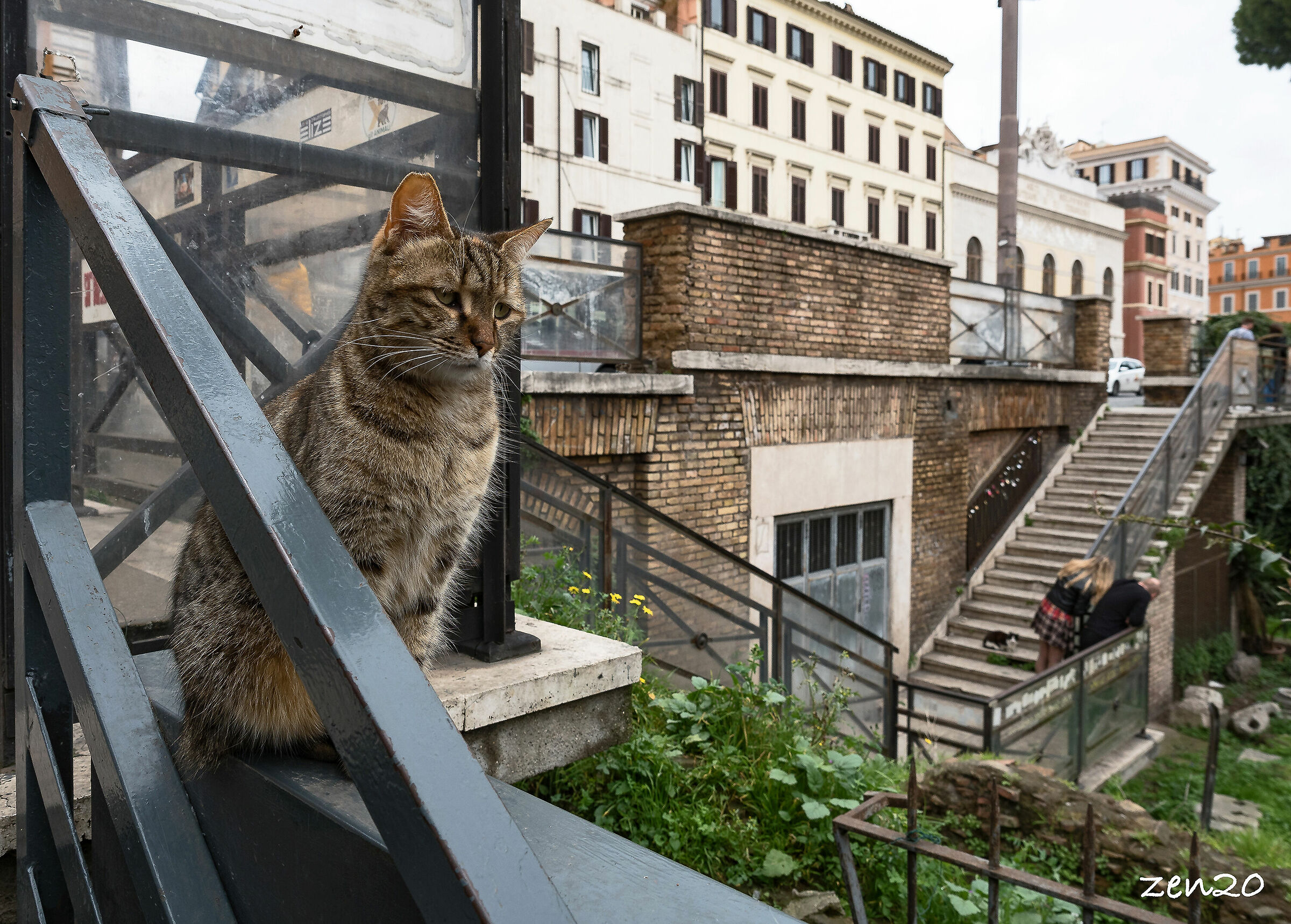 I gatti di Torre Argentina