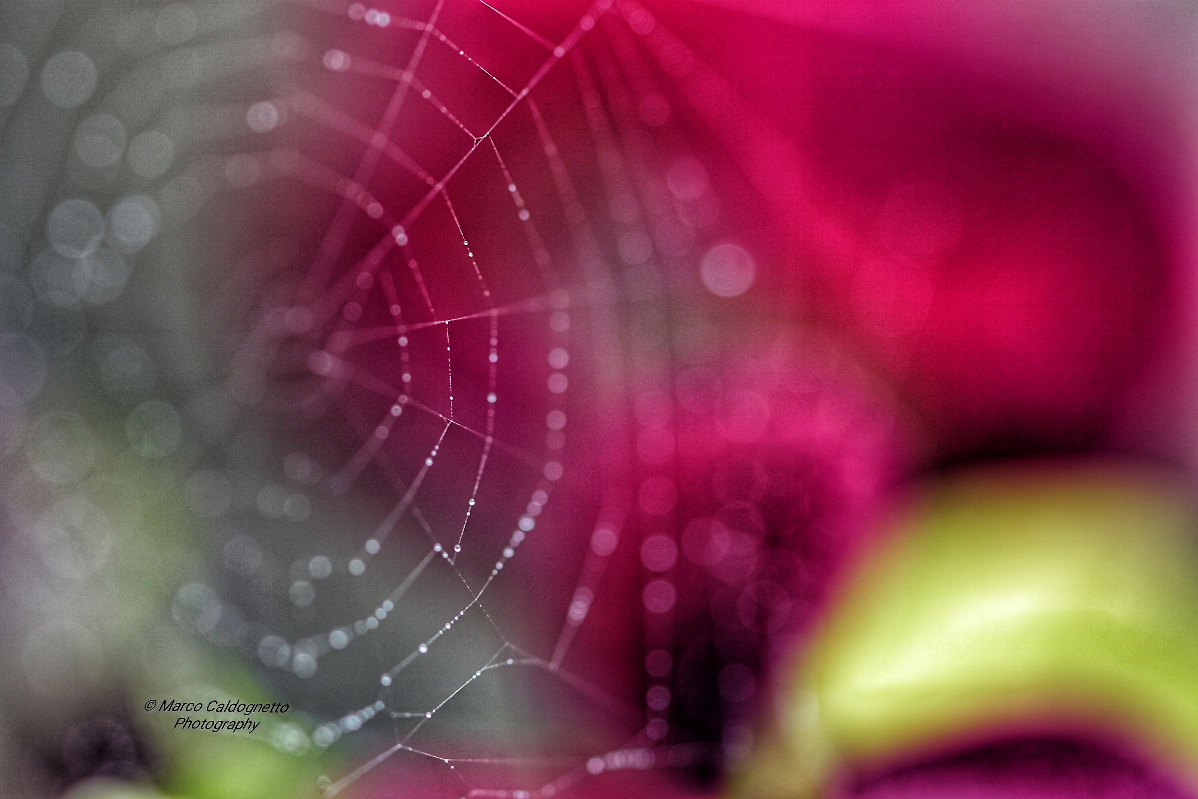 La luce glorifica tutto